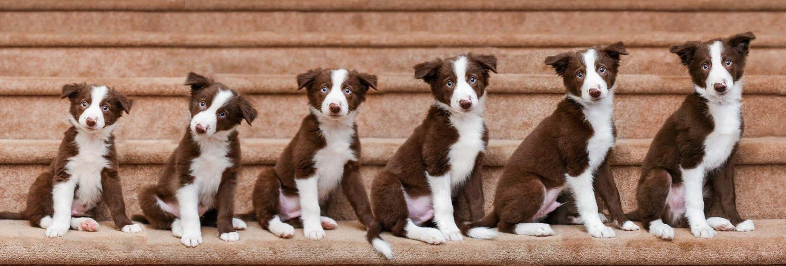 邊境牧羊犬幼犬每週成長照 壁紙