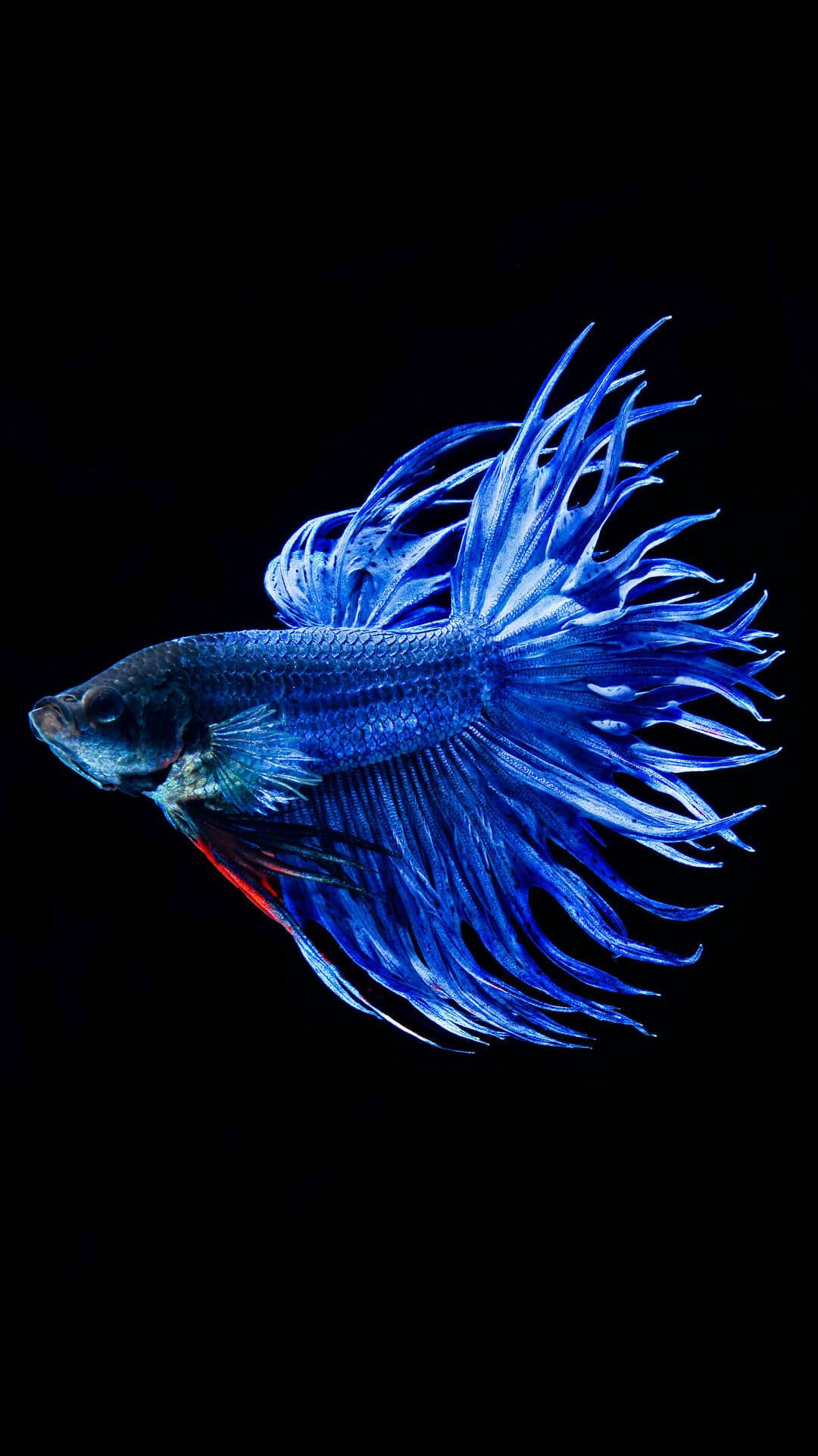 酷炫的鬥魚 壁紙