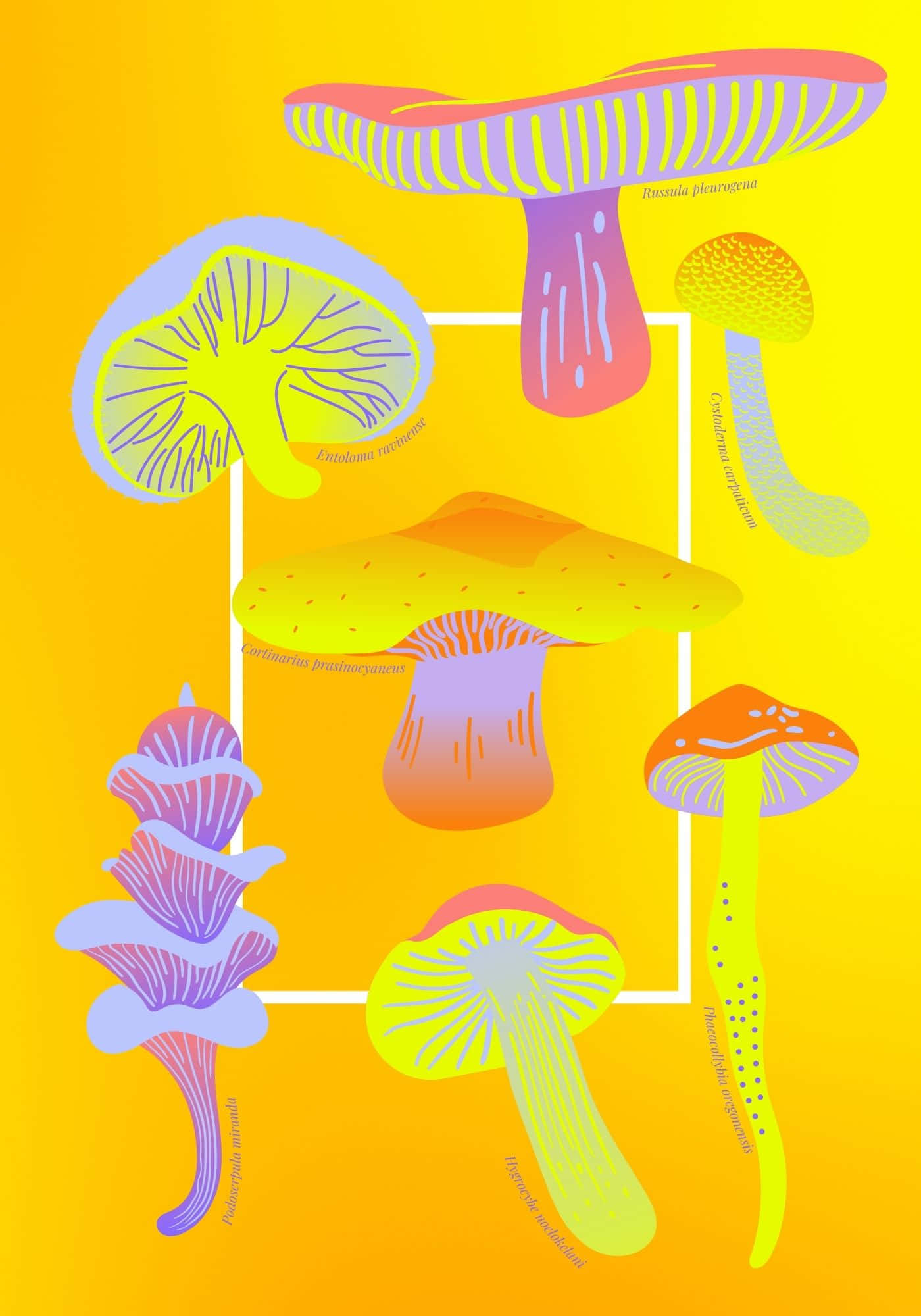 酷炫蘑菇多樣背景 壁紙