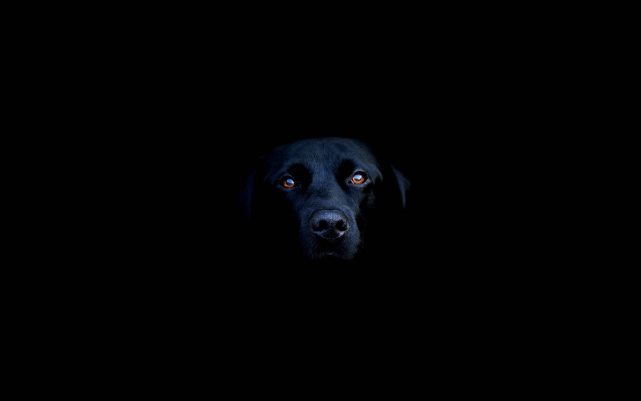 酷黑拉布拉多犬 壁紙