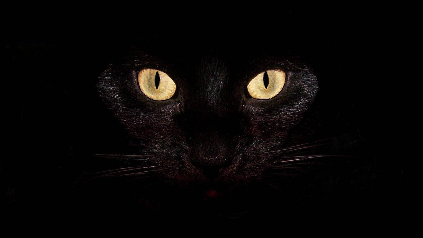 酷黑猫 壁紙