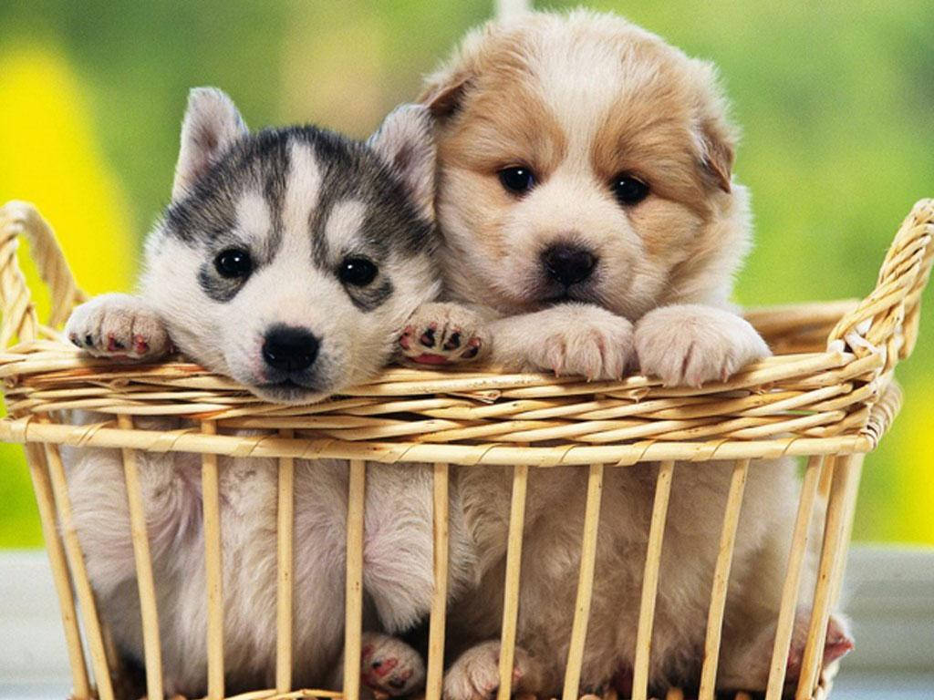金毛犬哈士奇幼犬篮中 壁紙