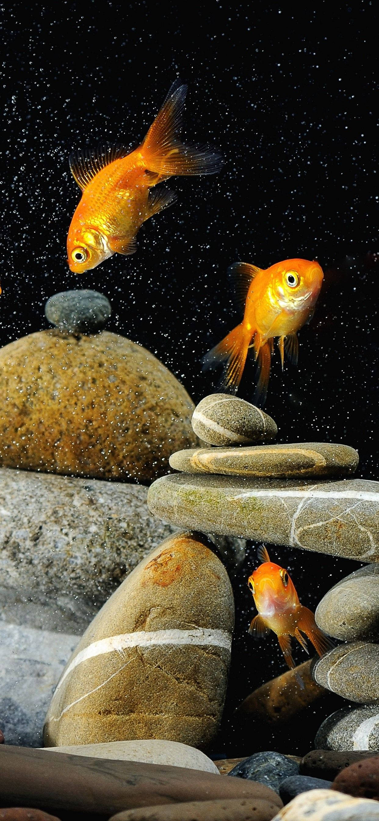 金魚與岩石 壁紙