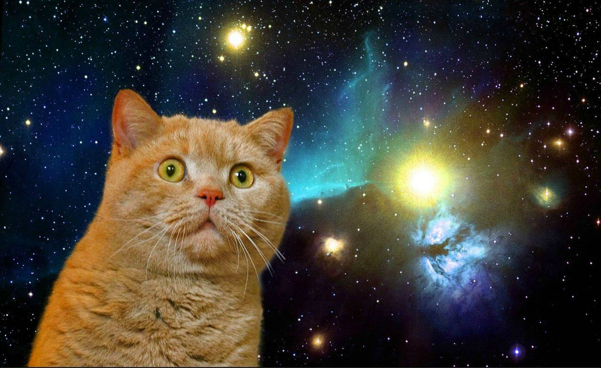 银河中的震惊搞笑猫 壁紙