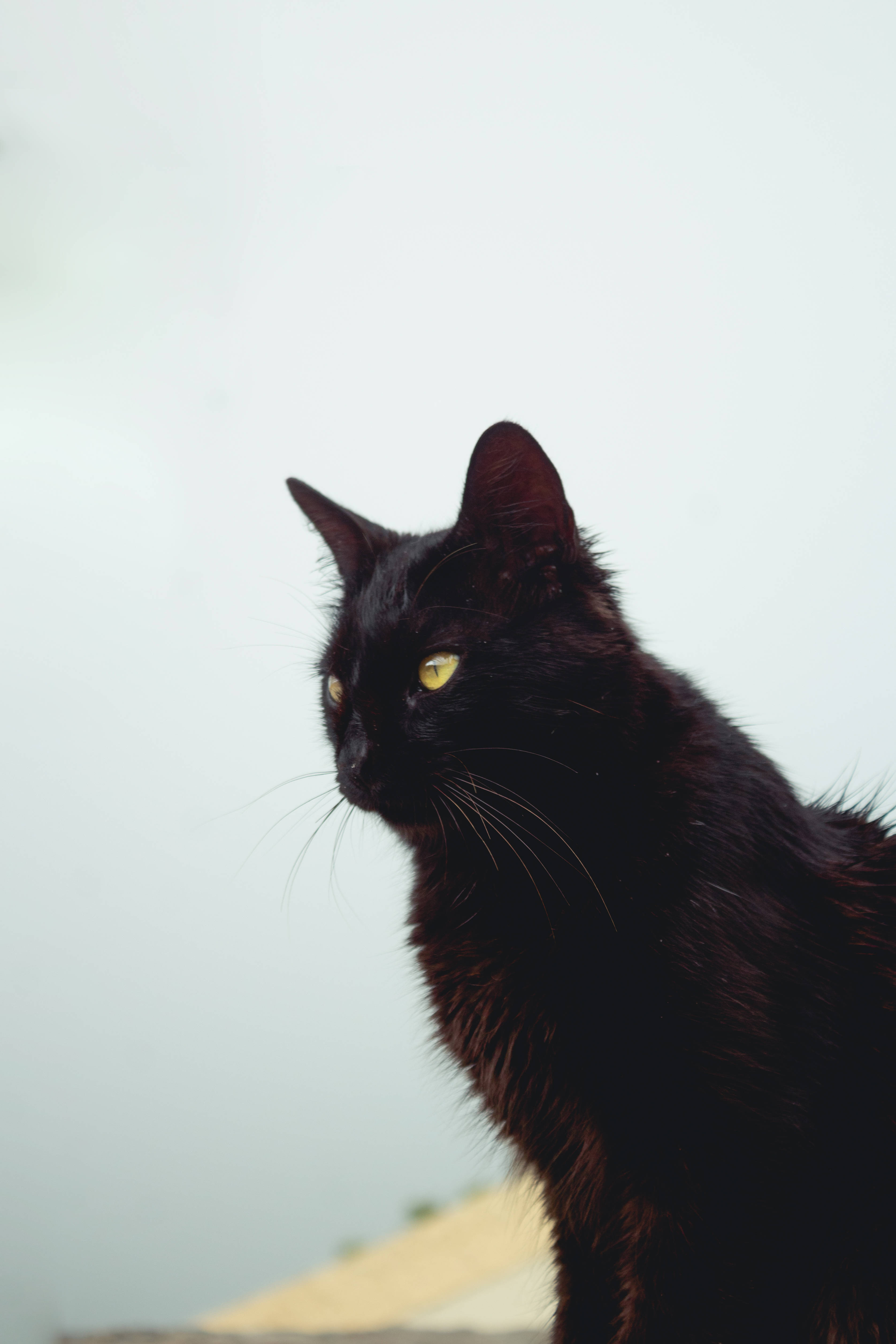 长毛黑猫 壁紙