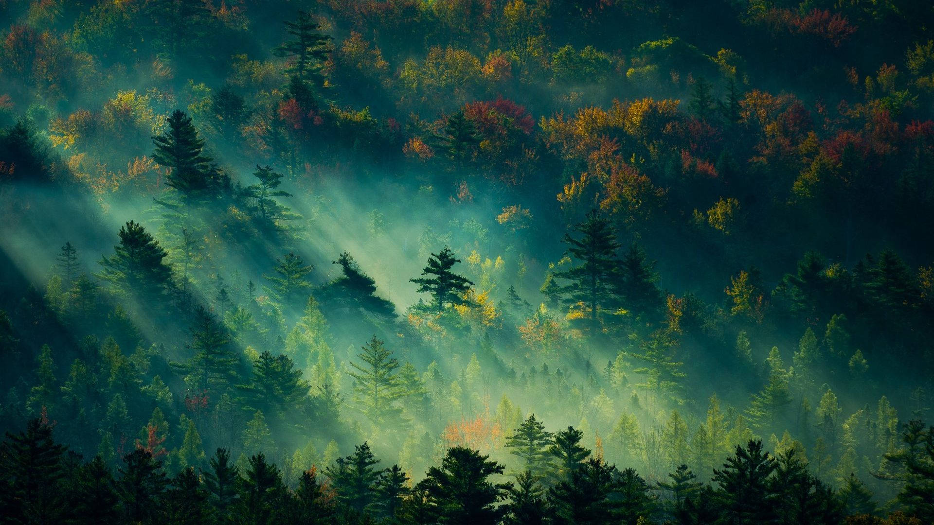 阳光穿透森林的景色 壁紙