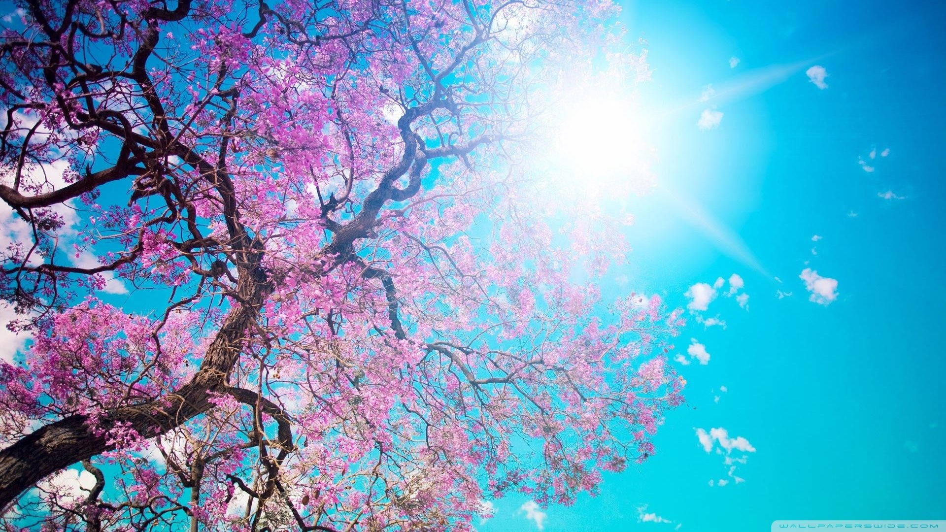陽光櫻花 壁紙