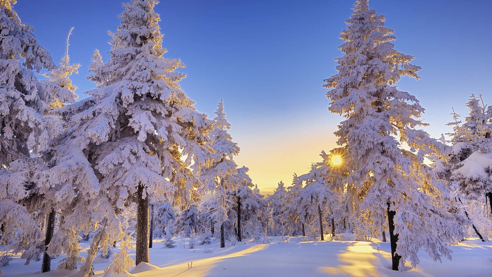 陽光灑落在白雪覆蓋的森林 壁紙