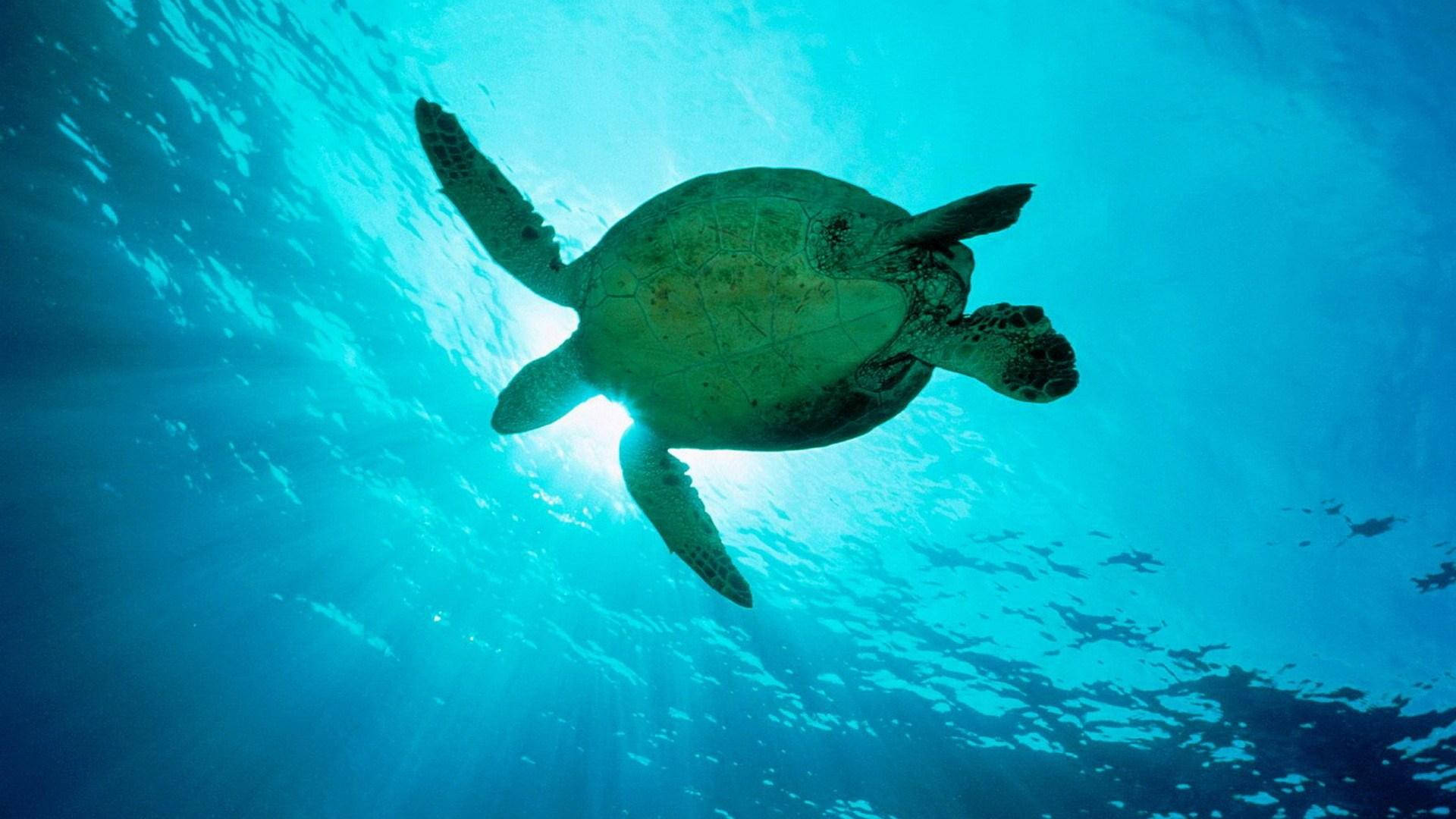 雄偉海龜在深藍海洋中悠然滑行 壁紙