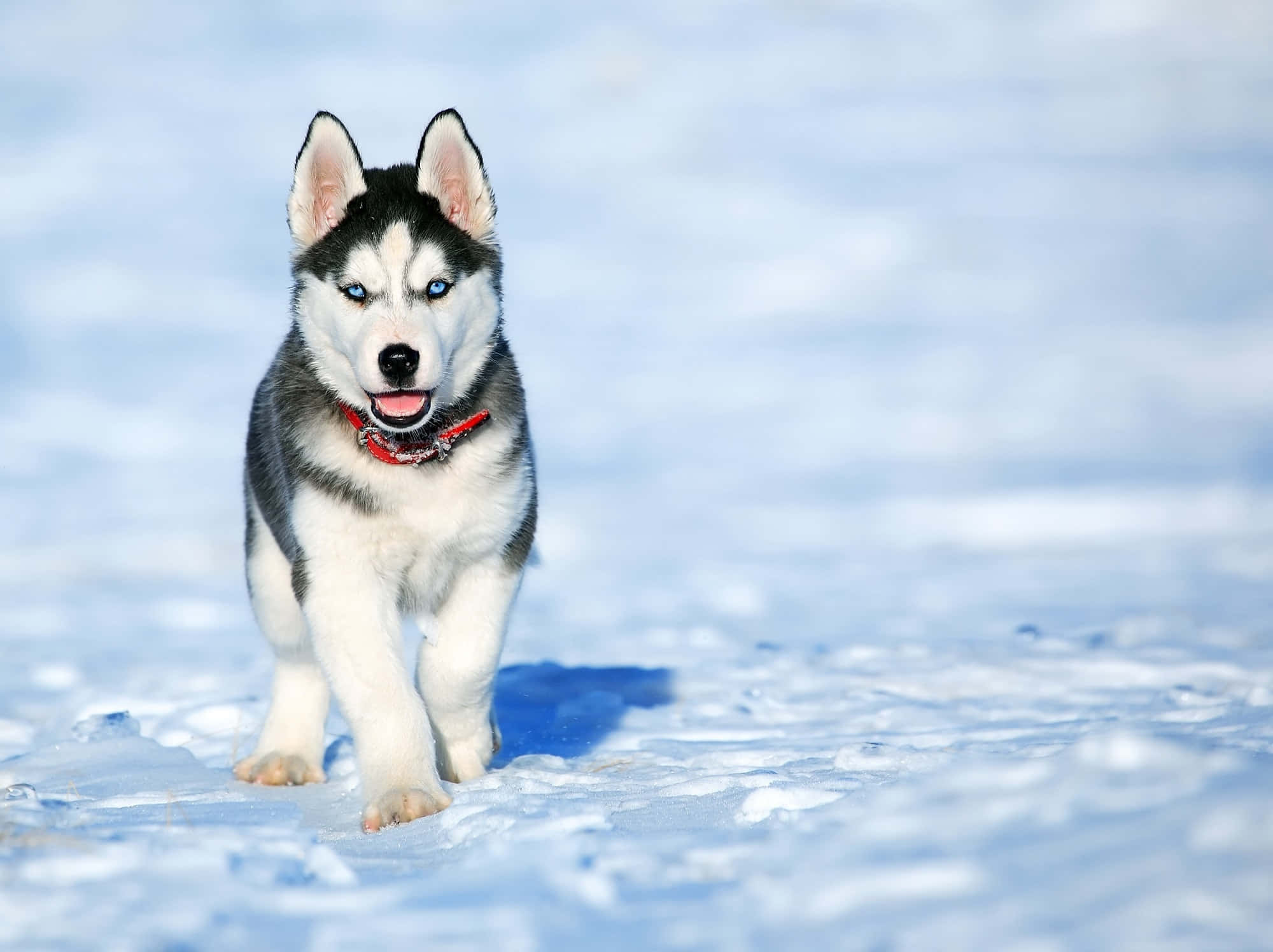 雪中凶猛的西伯利亞哈士奇圖片 壁紙