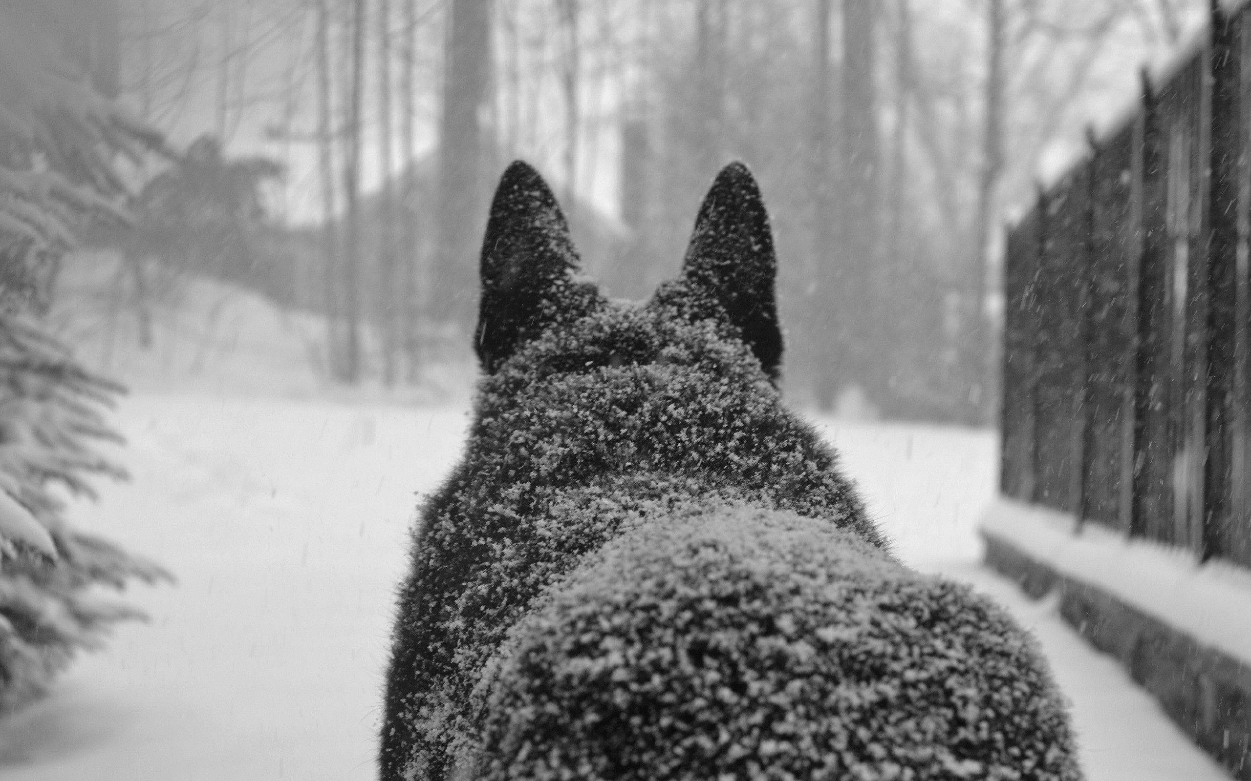 雪中巨狼 壁紙