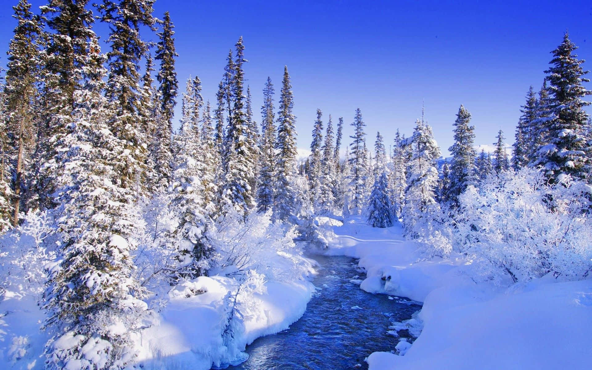 雪中松樹冬季仙境背景 壁紙