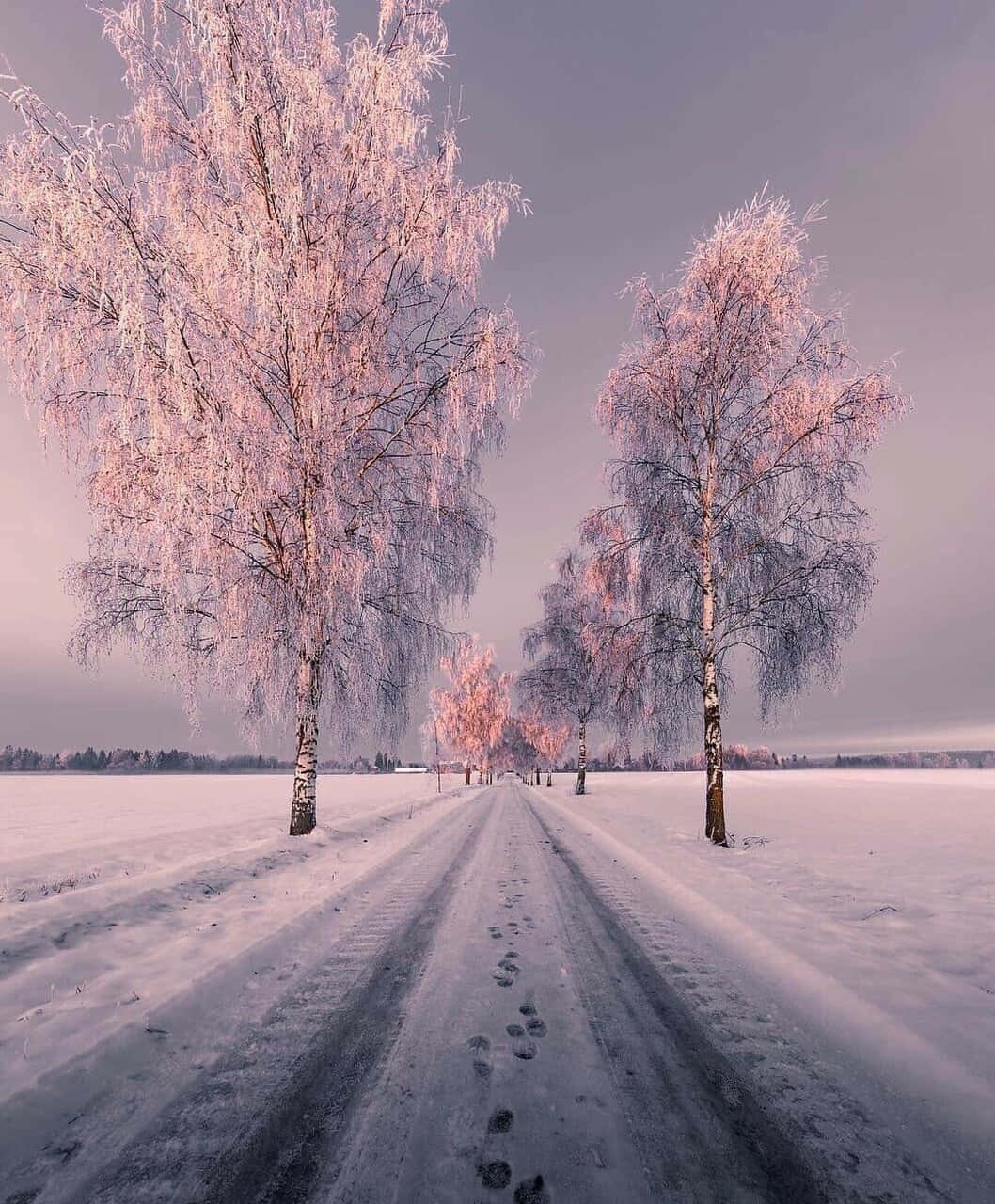 雪中樹林的道路 壁紙