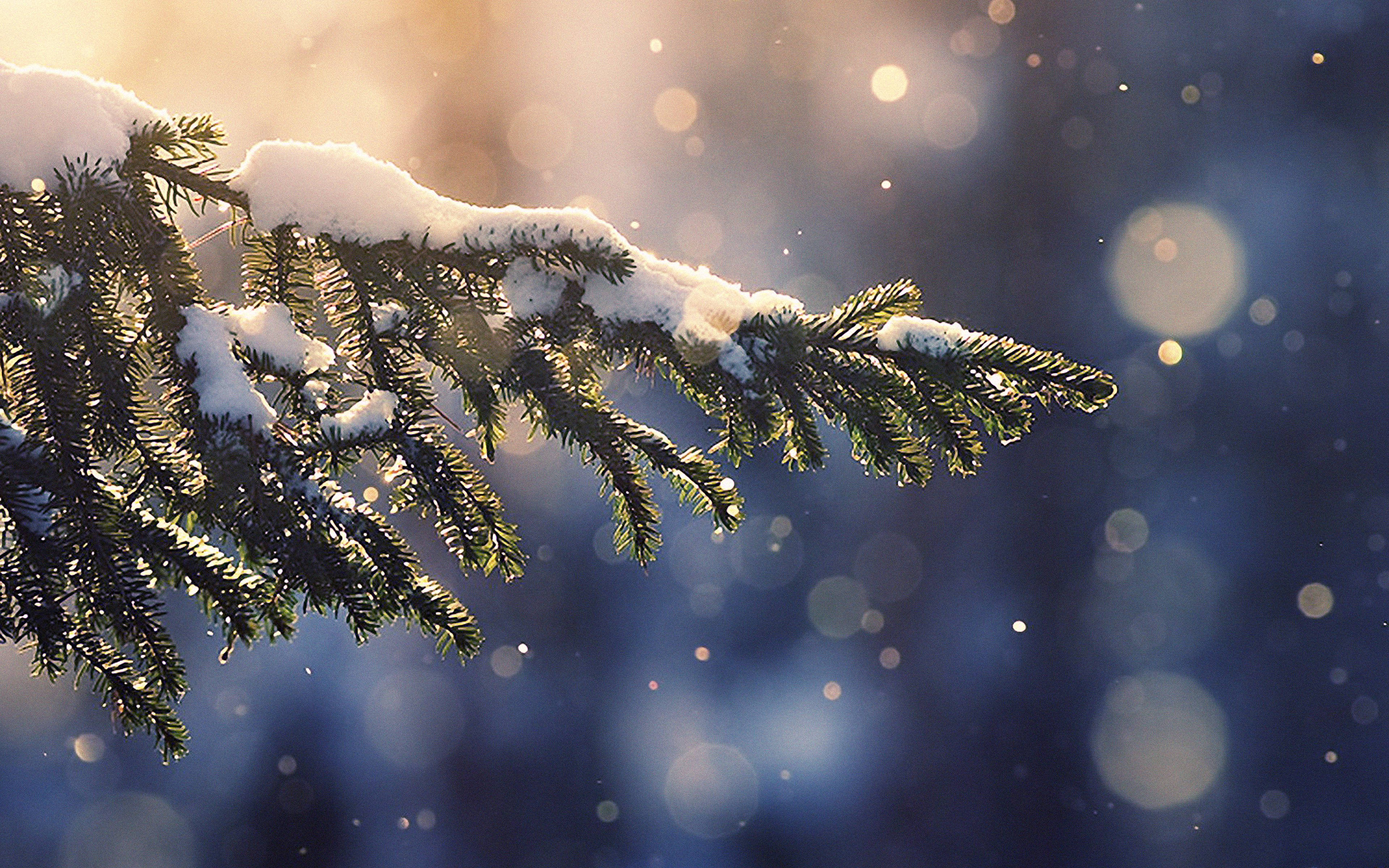 雪中美學松枝 壁紙
