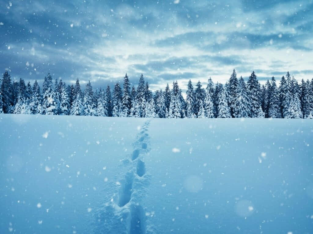 雪中足跡美景圖片 壁紙