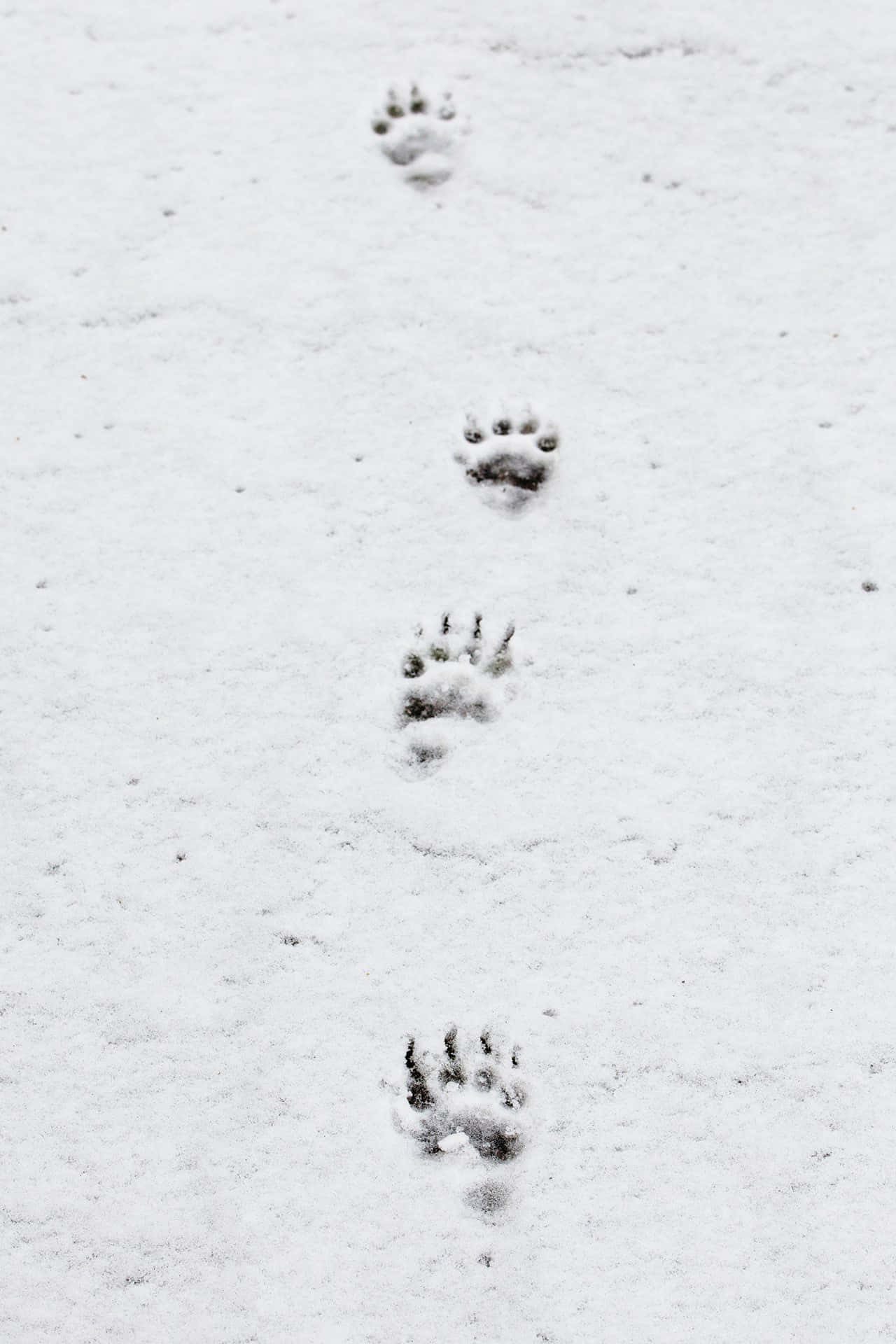 雪地中的一对爪印 壁紙