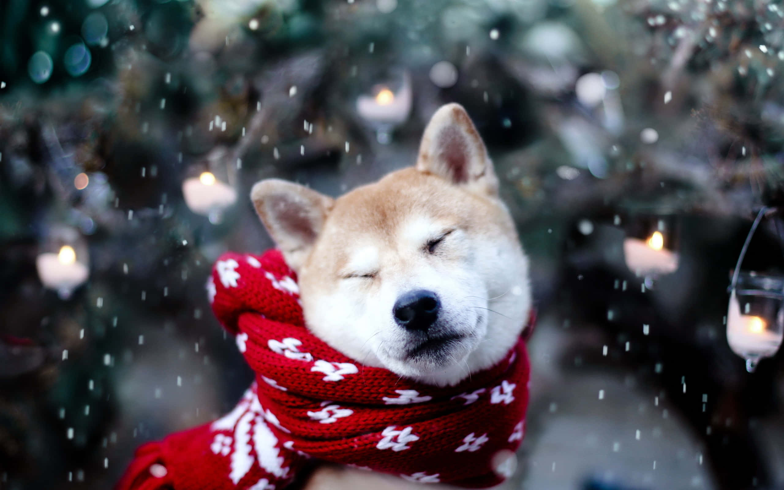 雪地聖誕柴犬 壁紙