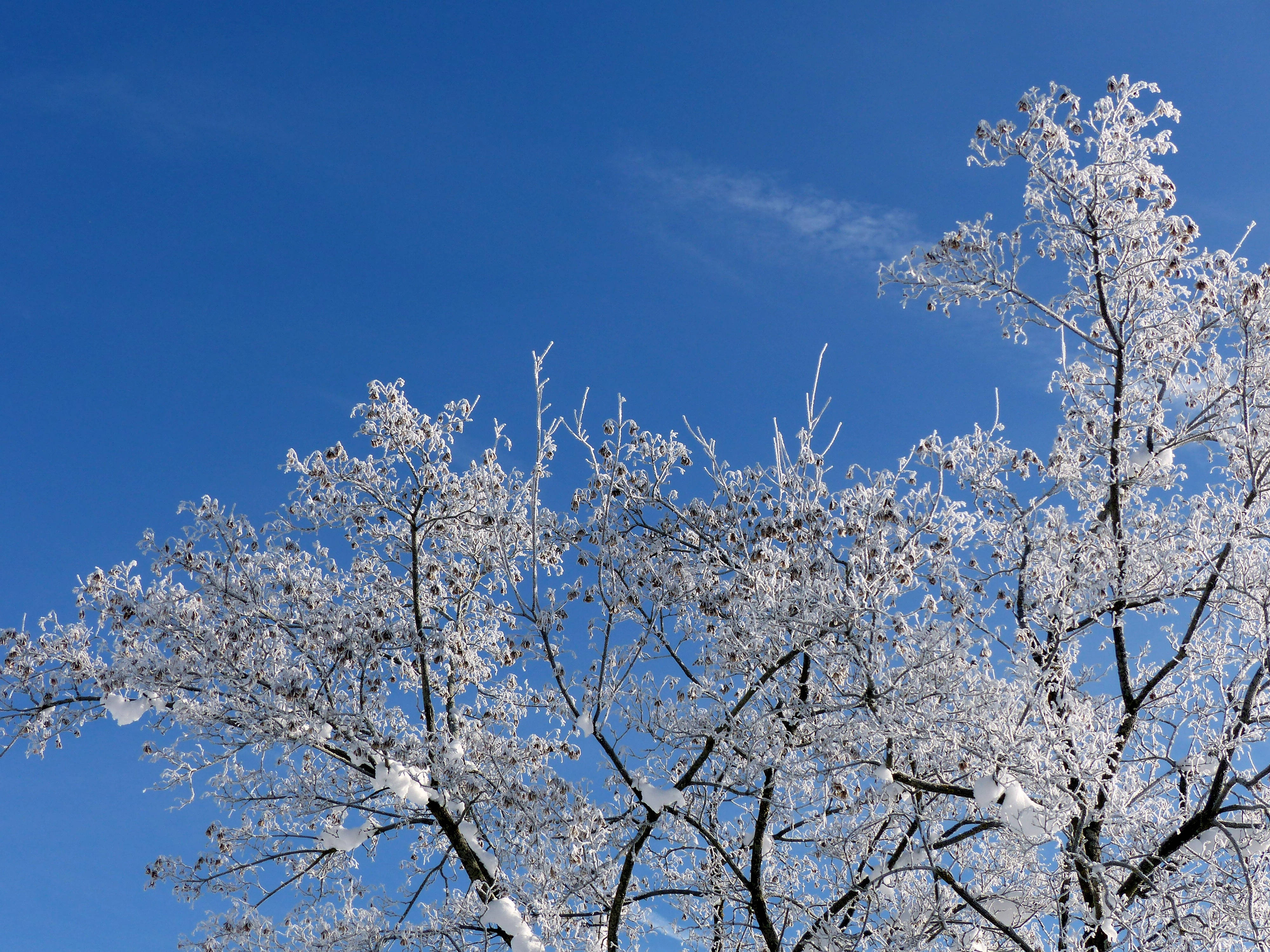 雪景樹梢美學 壁紙