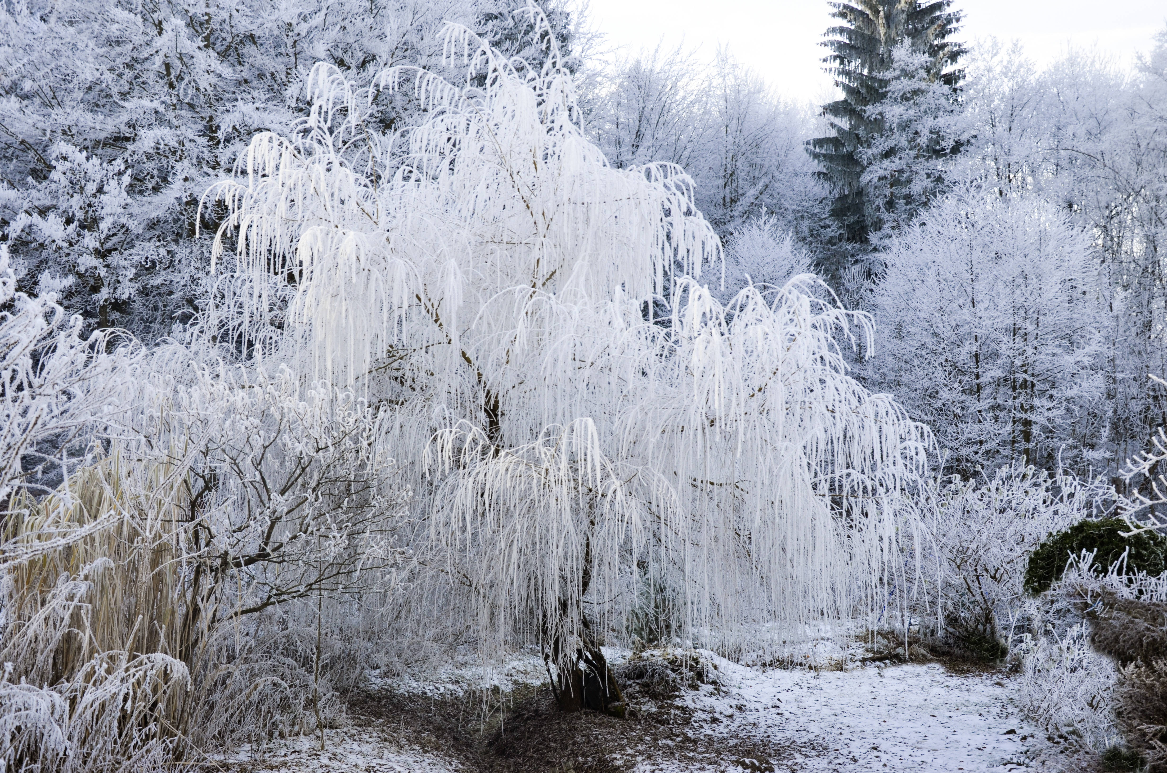 雪景美学柳树 壁紙