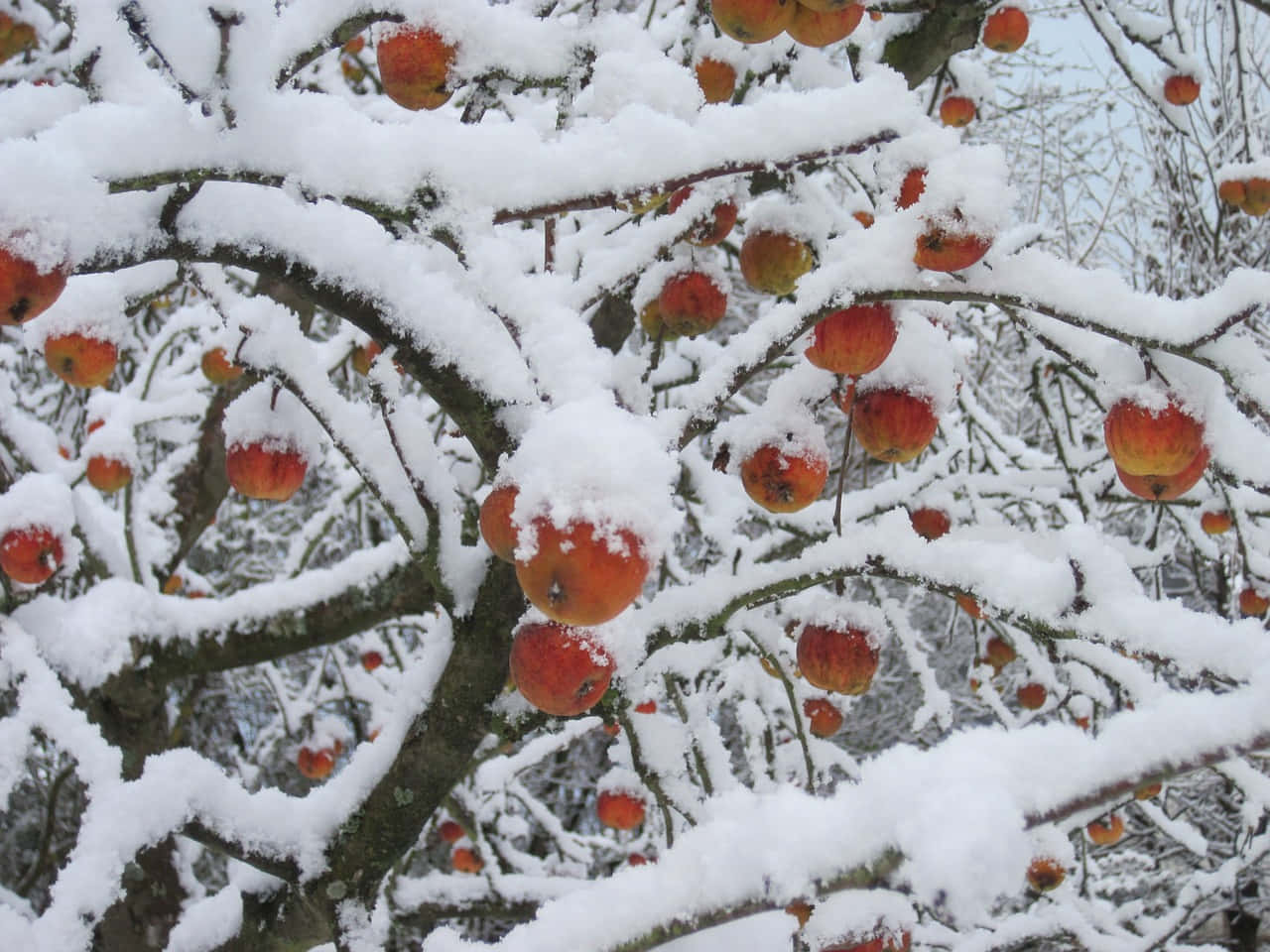 雪景美學山巒 壁紙