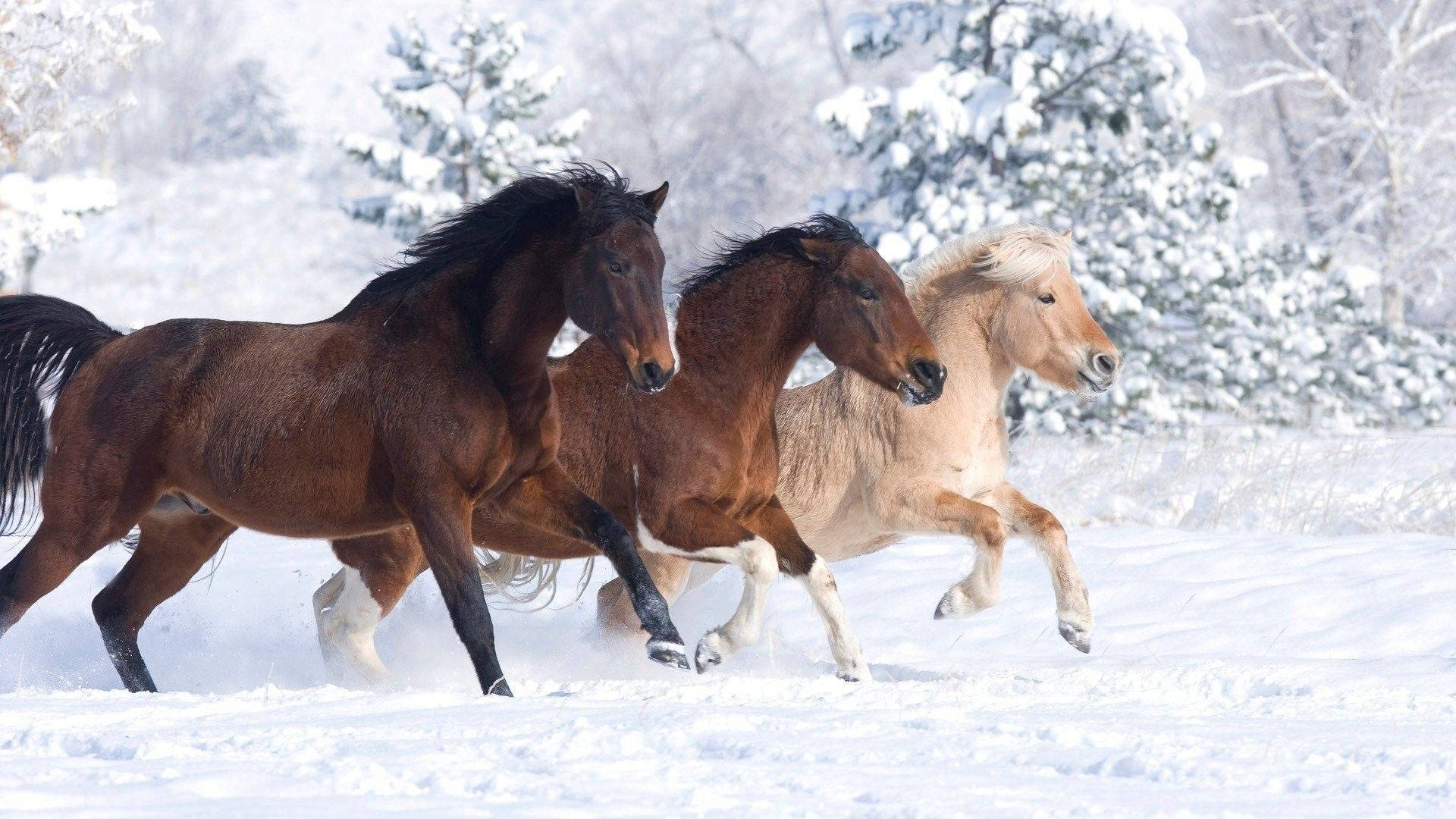 雪林中的可愛馬匹 壁紙