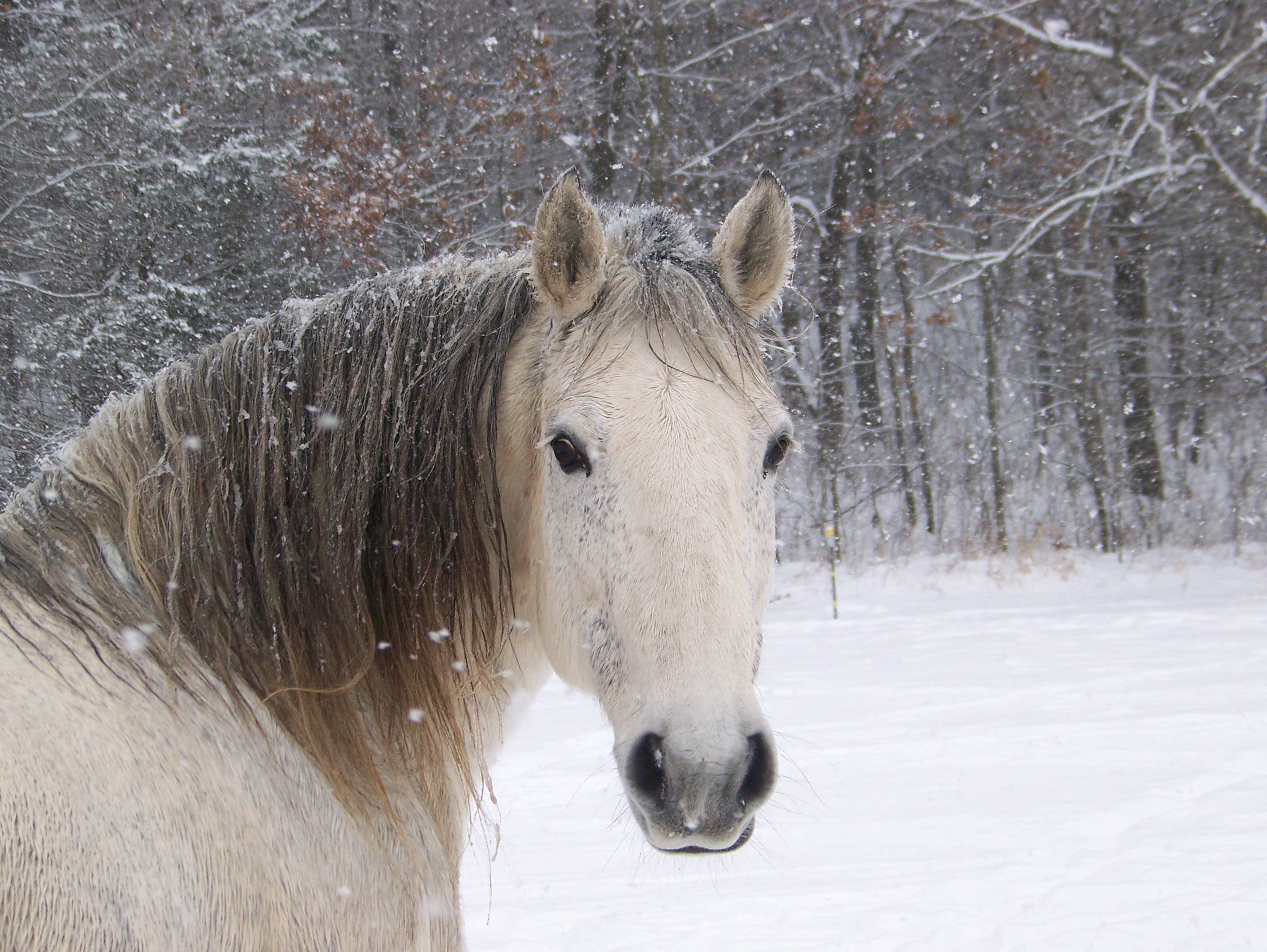 雪林中的可愛馬匹 壁紙