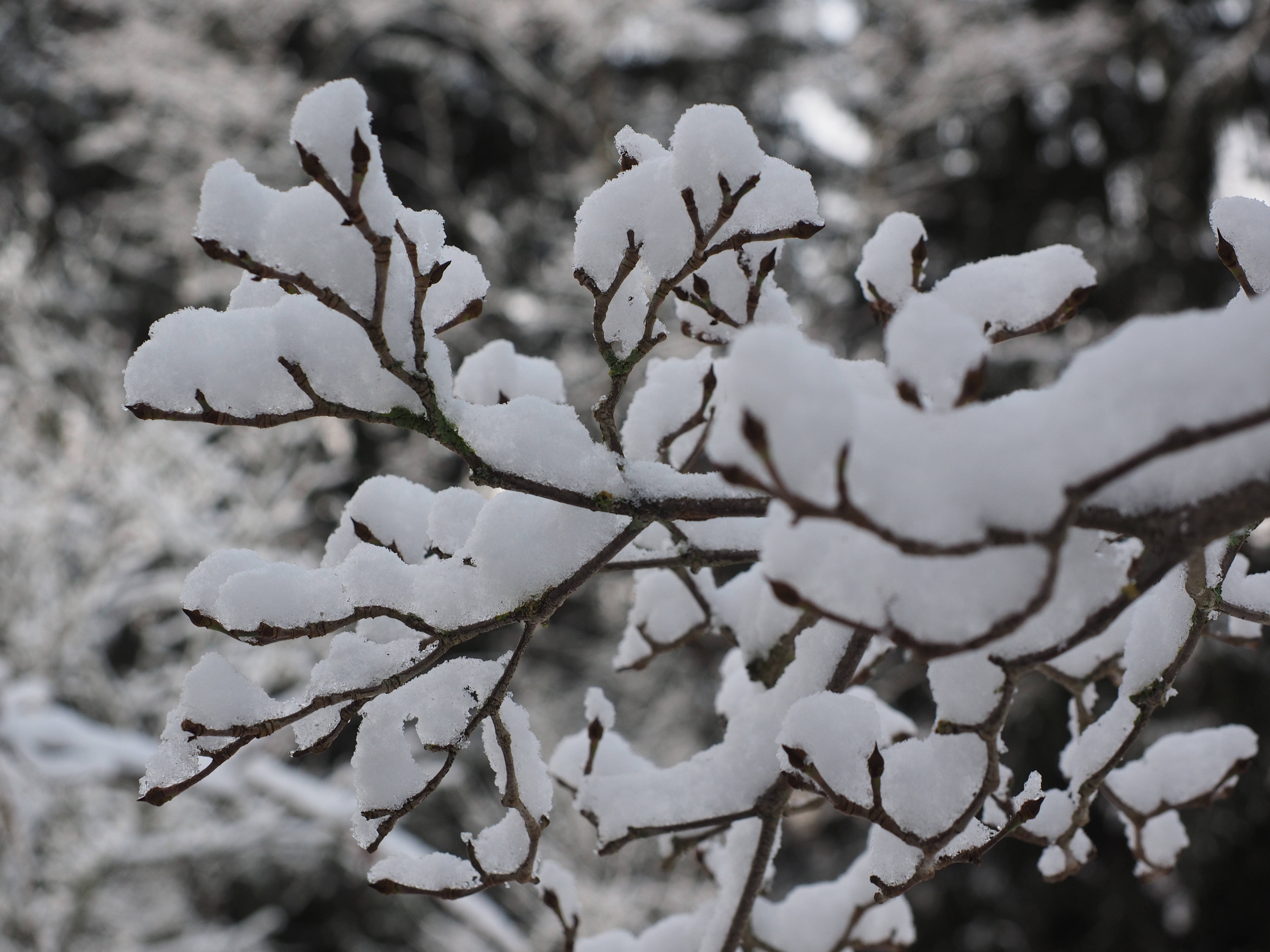 雪枝美學 壁紙