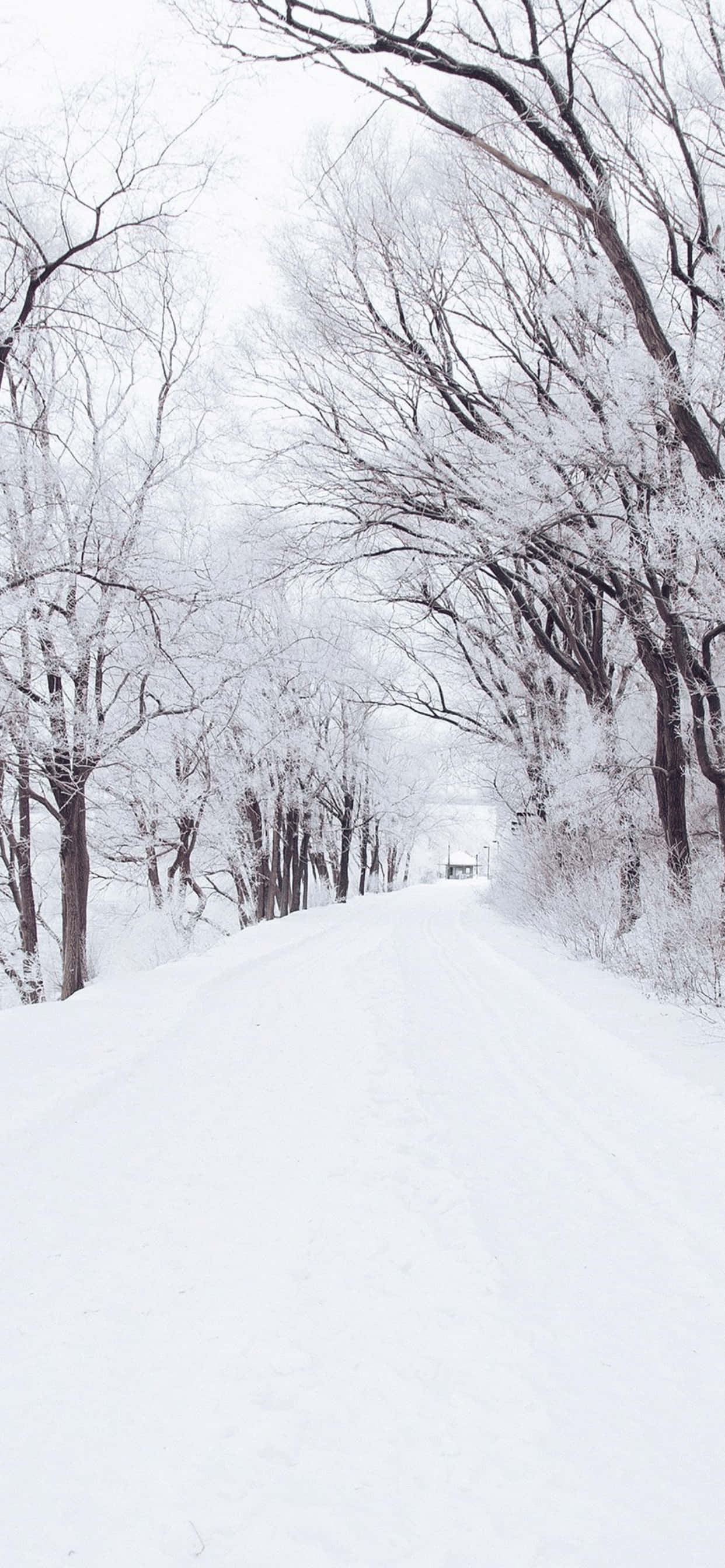 雪覆小路 iPhone XS Max 冬季背景 壁紙