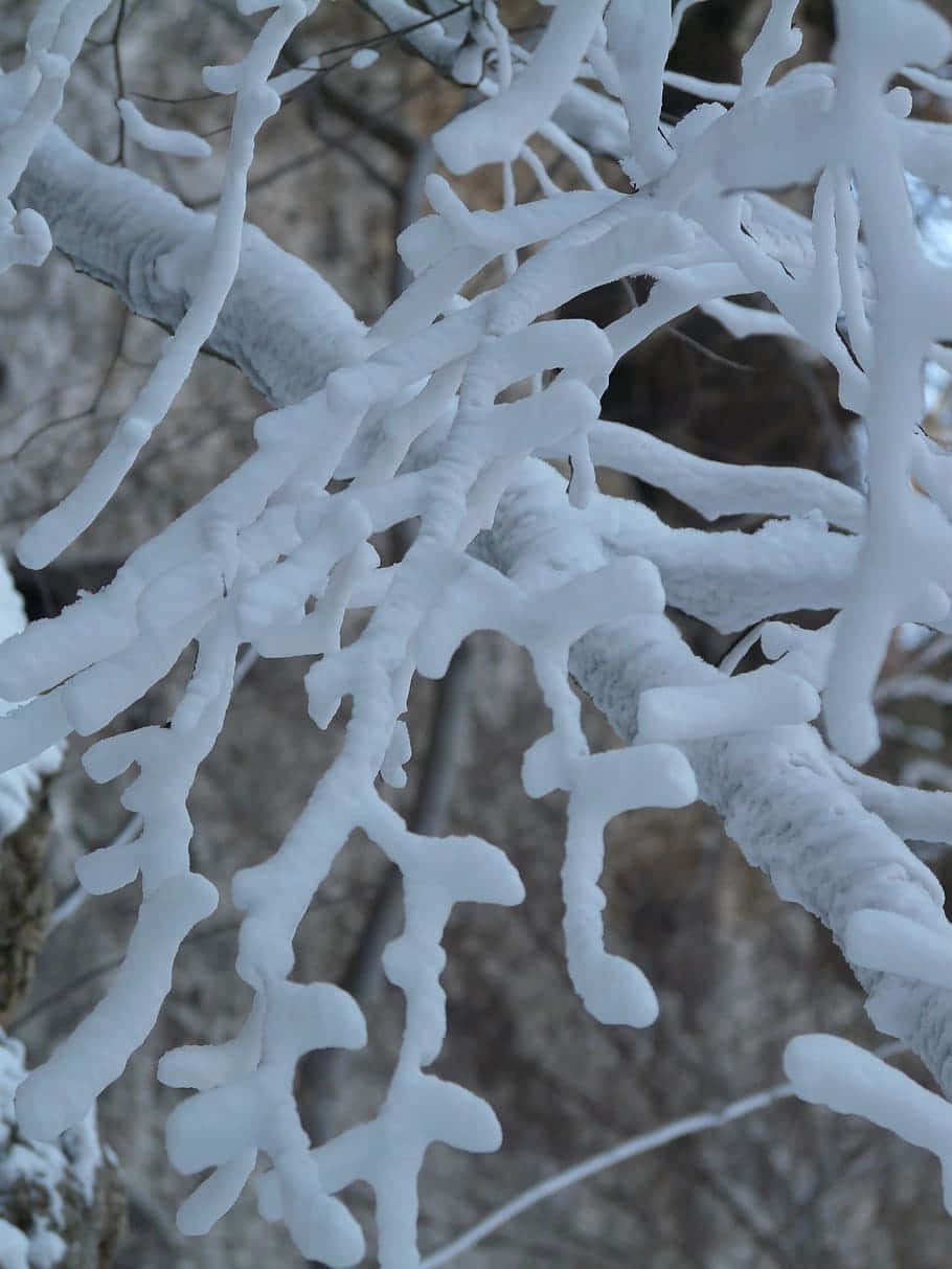 雪覆蓋的樹枝 壁紙