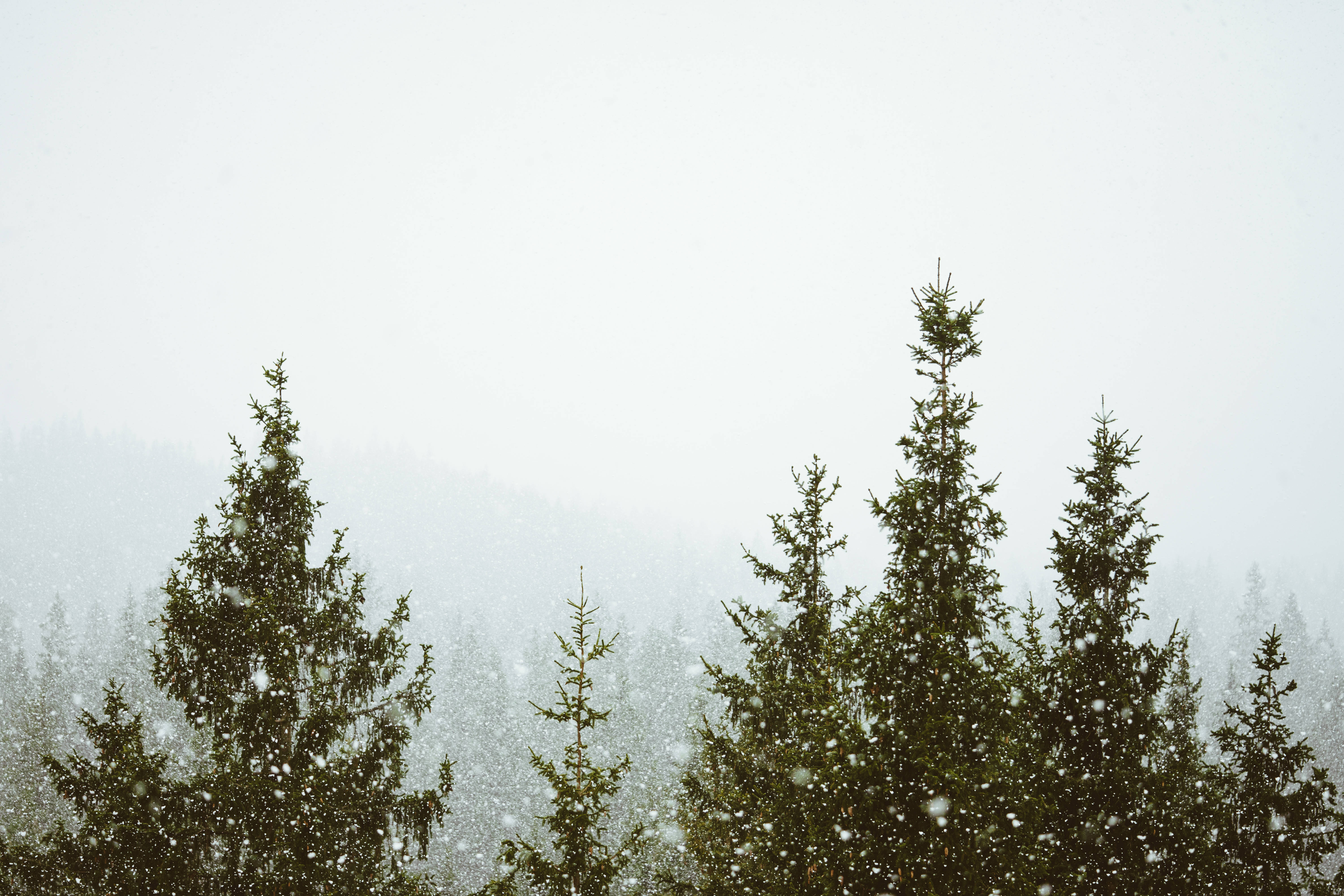 雾中森林降雪 壁紙