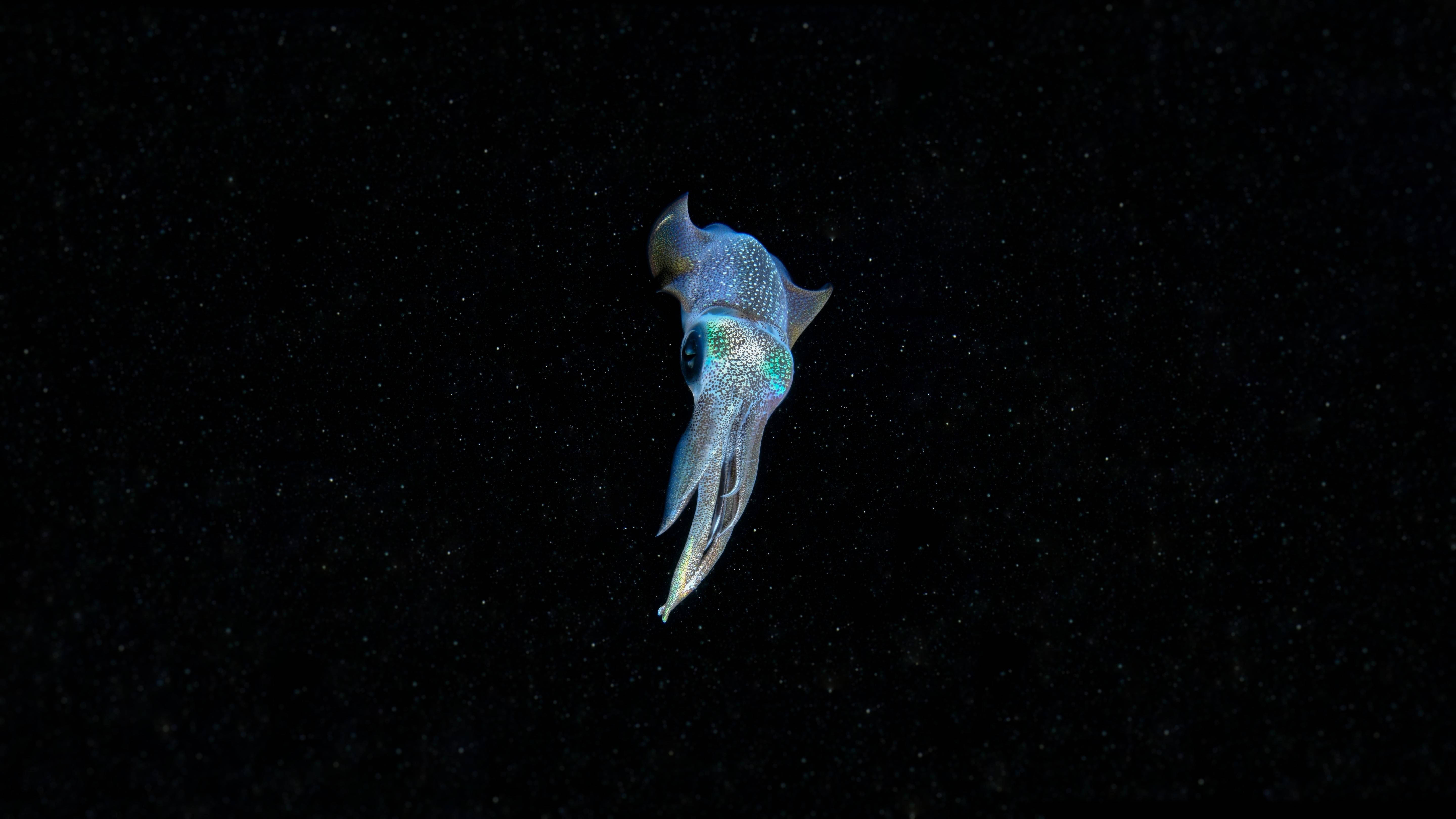 霓虹藍魷魚 壁紙