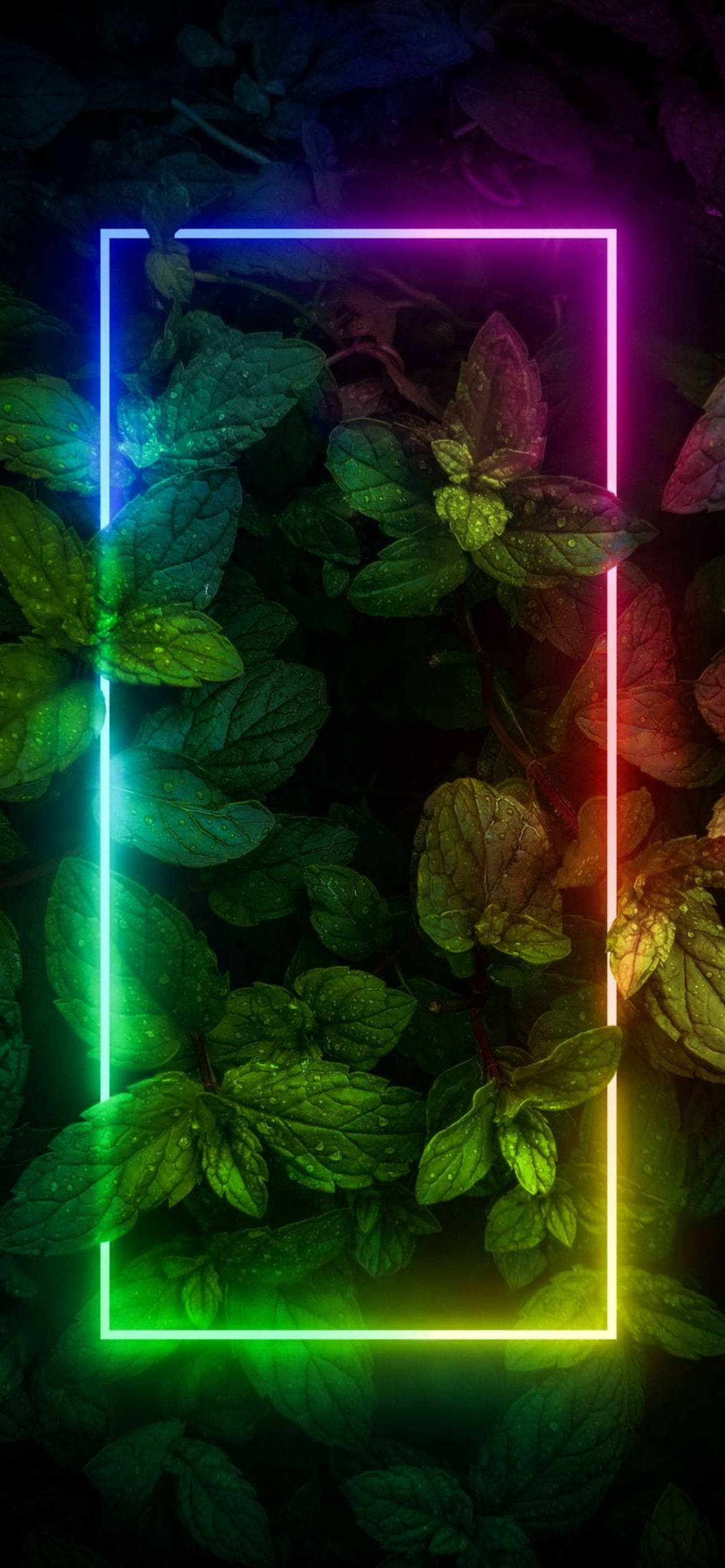 霓虹邊框植物美學 iPhone 壁紙