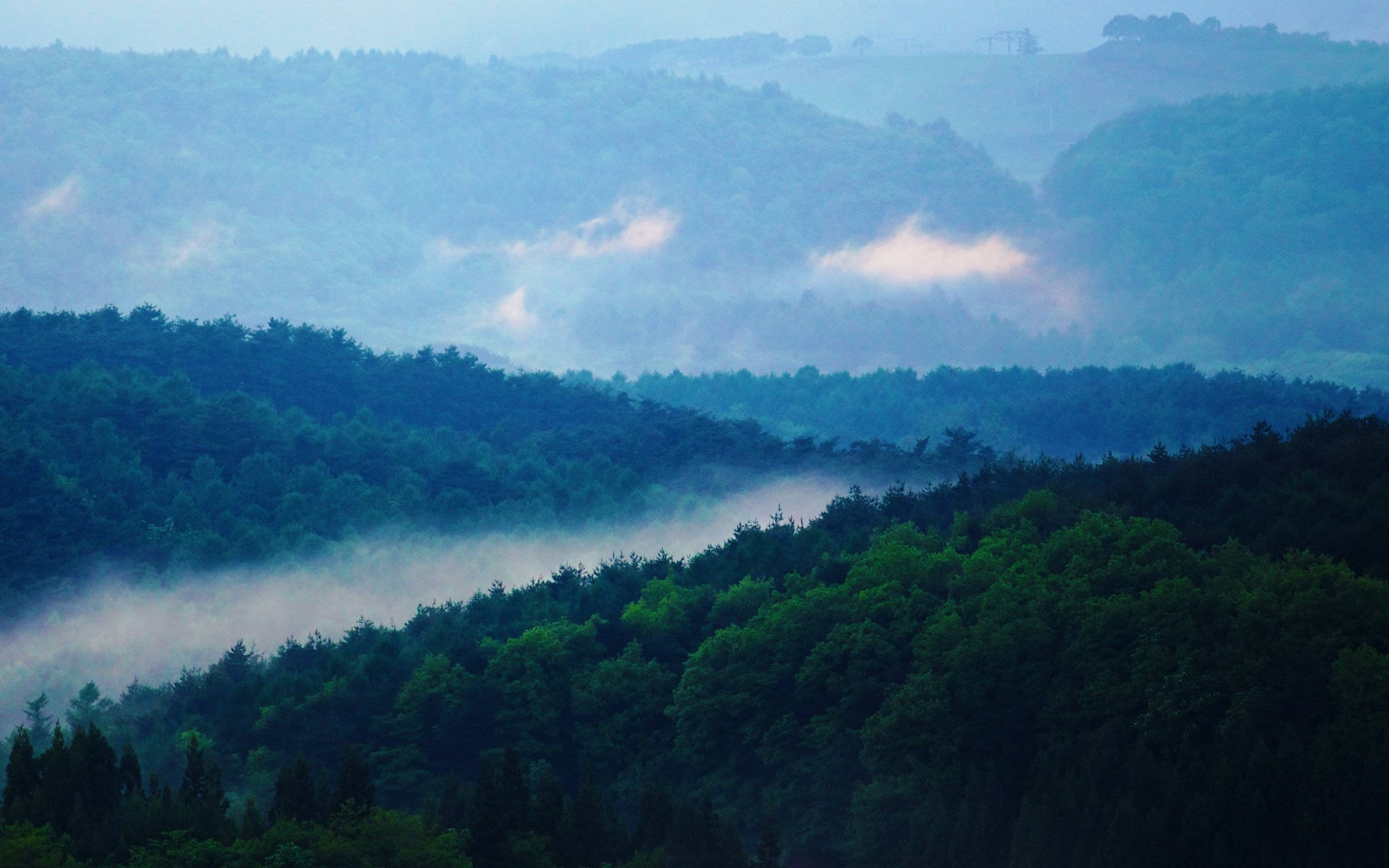 霧林山景 壁紙