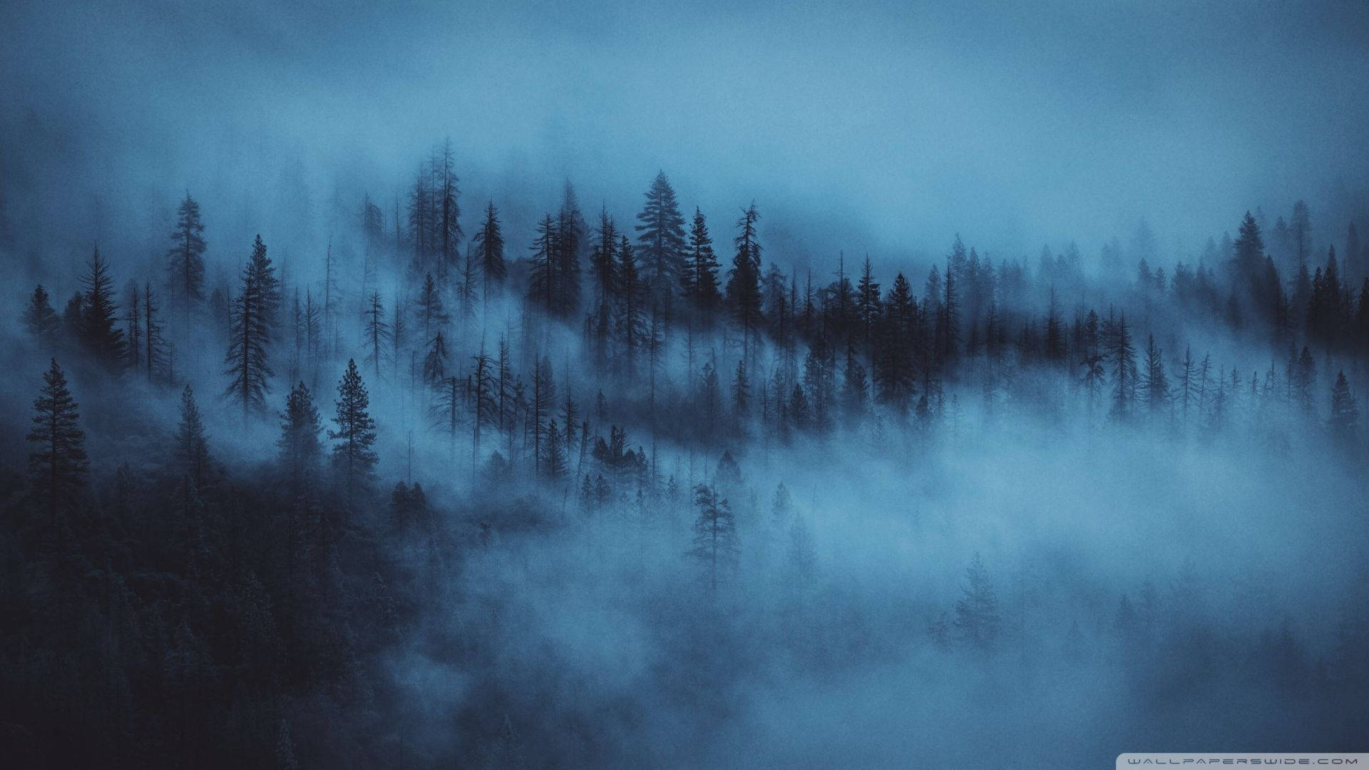 霧林美學深藍高清 壁紙