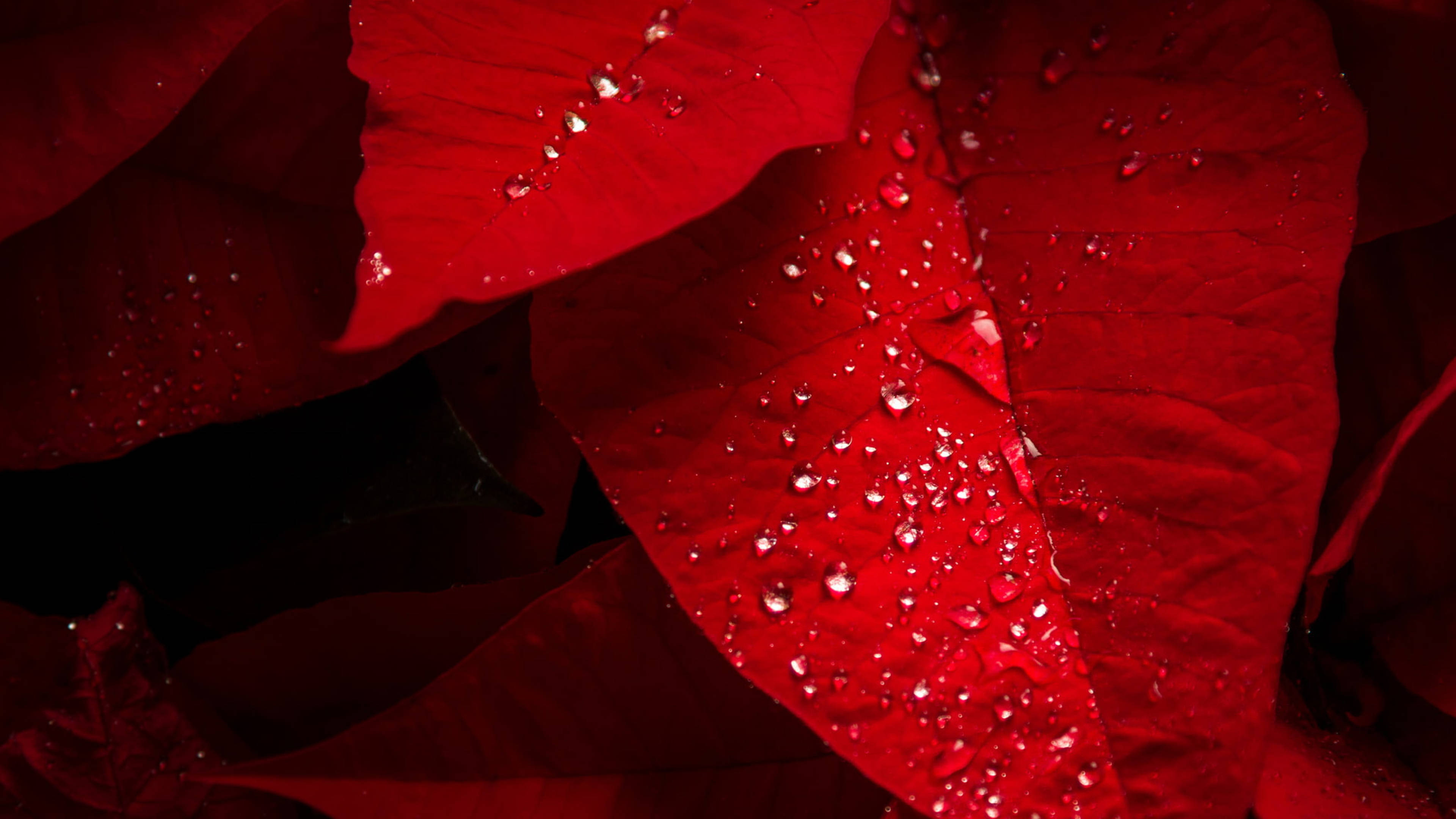 露珠聖誕紅苞 壁紙