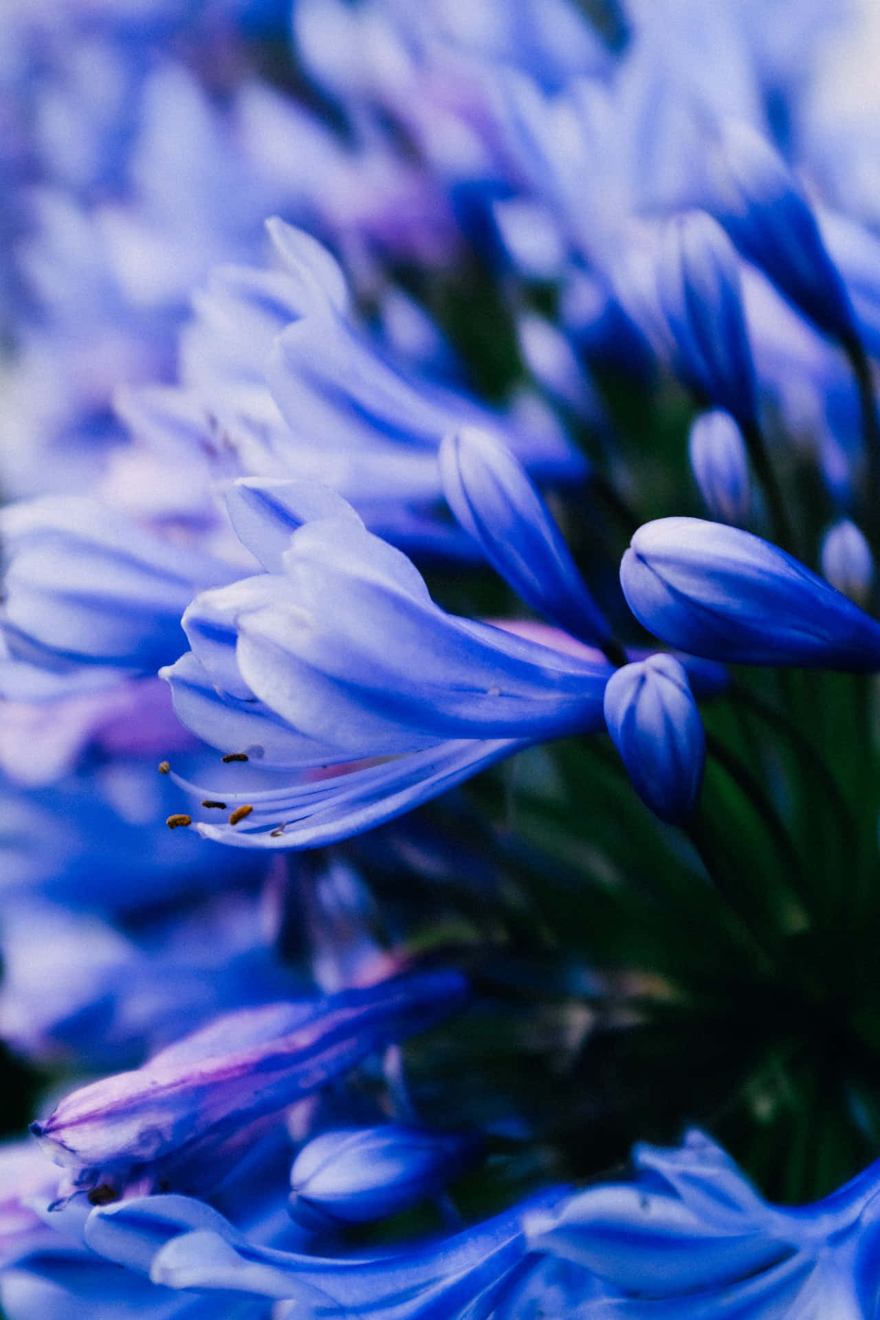非洲藍百合花朵手機 壁紙