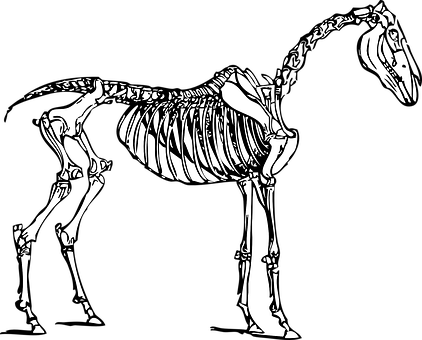 馬匹骨骼插圖 壁紙