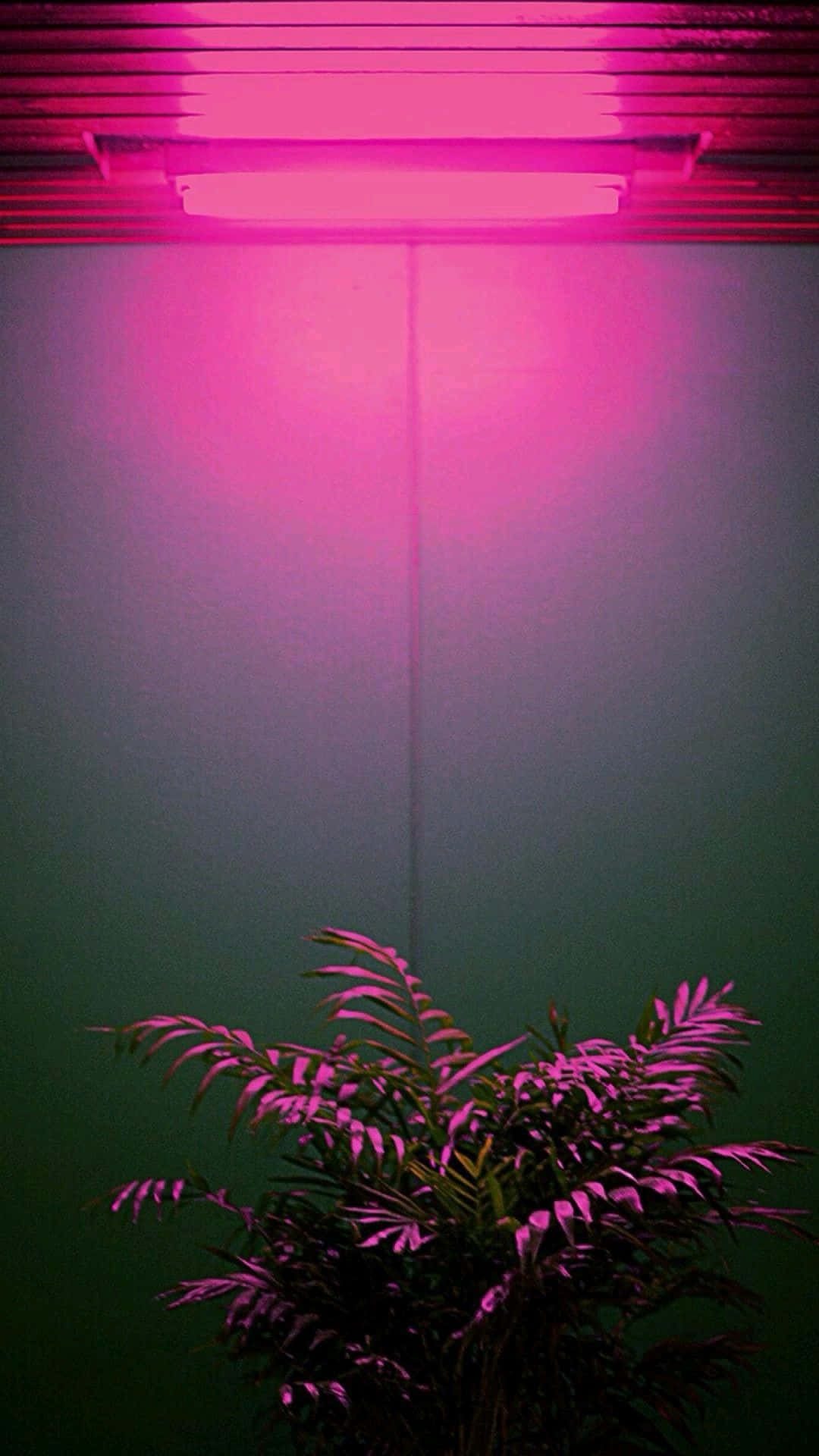 體驗霓虹美學的樂趣！ 壁紙