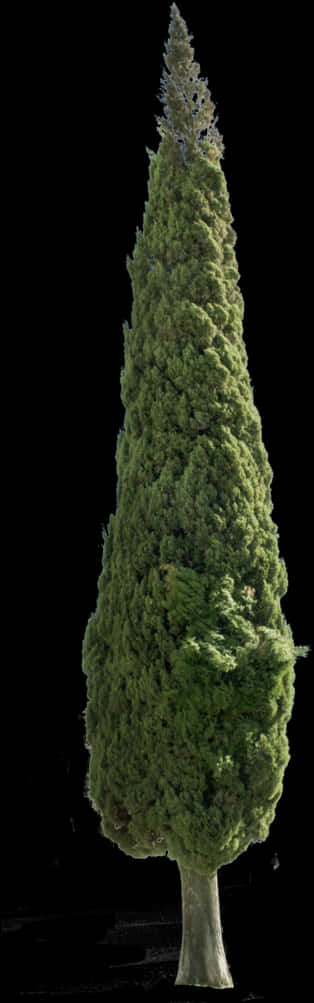 高大常青树黑色背景 壁紙