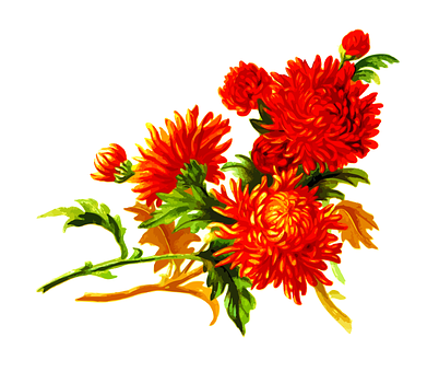 鮮豔橘色菊花花卉藝術品 壁紙
