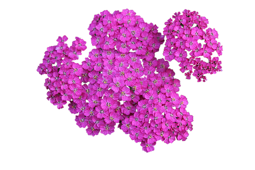 鮮豔粉花黑背景 — 花朵 GIF 壁紙