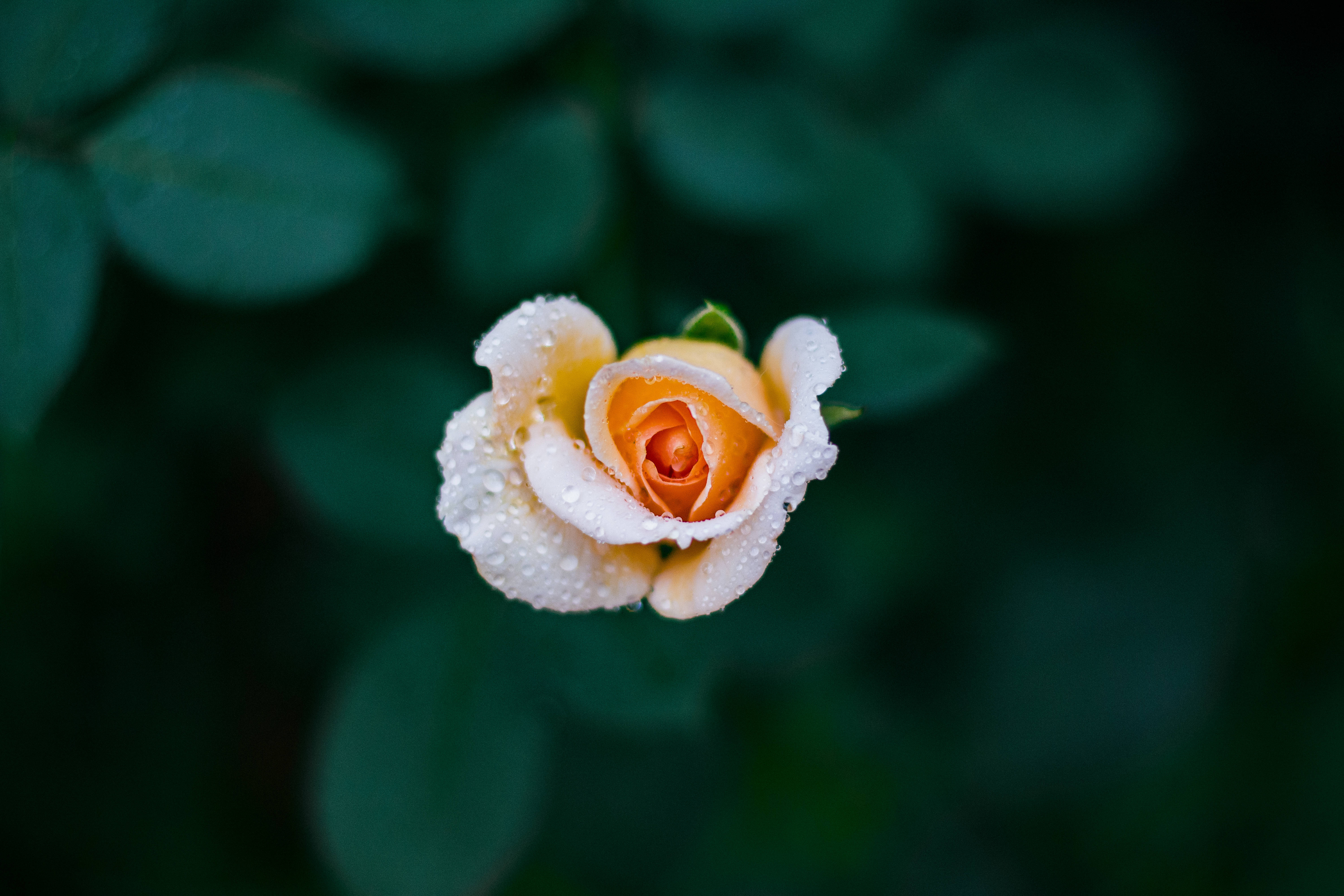 黃色玫瑰花蕾 壁紙