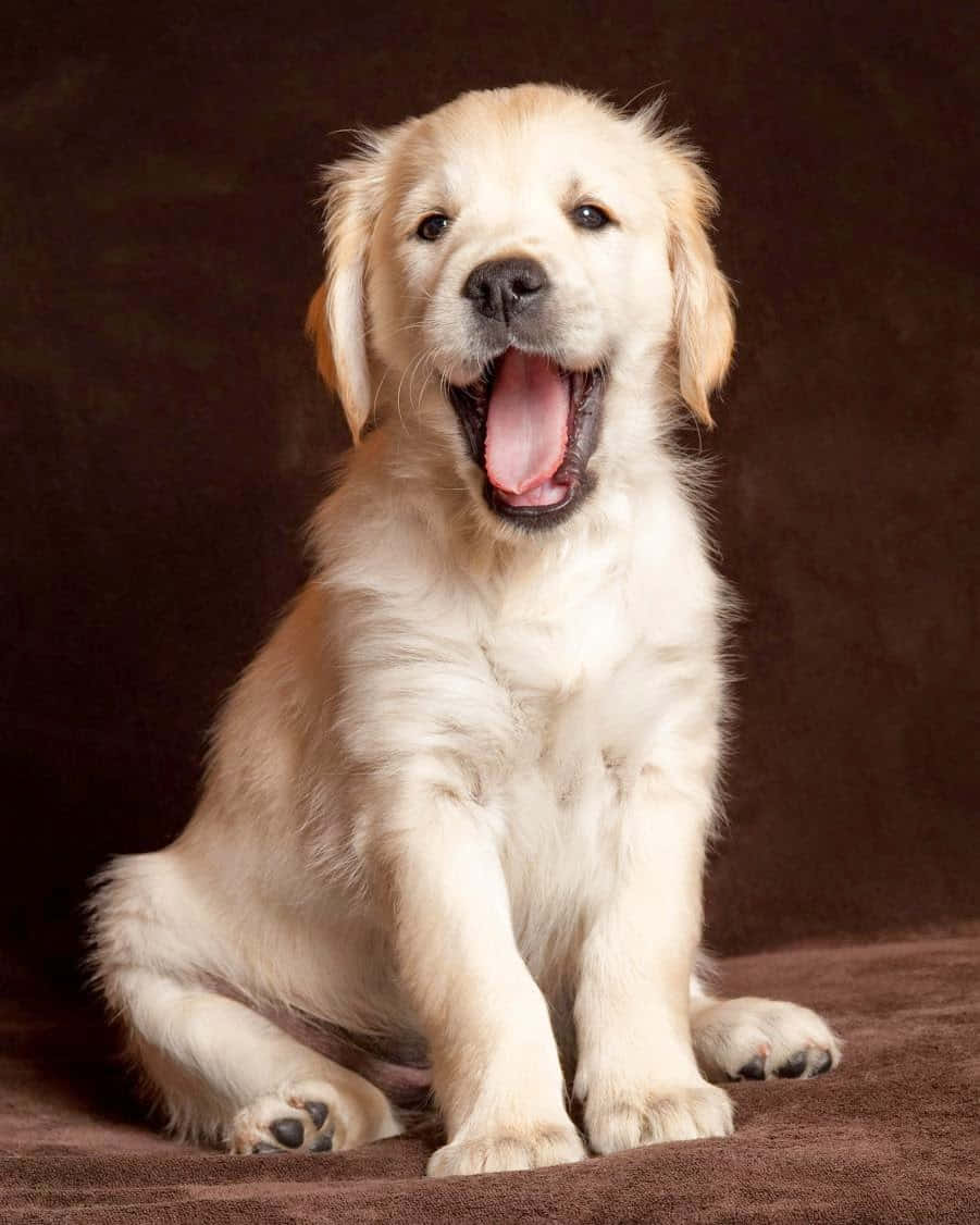 黃金獵犬幼犬打哈欠照片 壁紙
