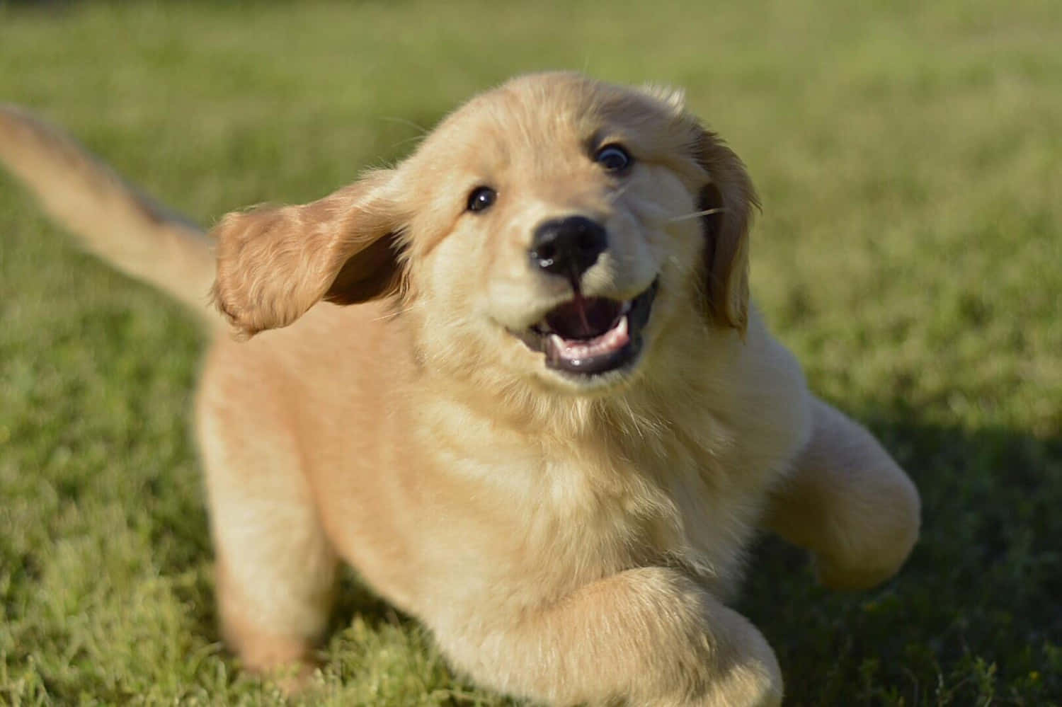 黃金獵犬幼犬玩耍圖片 壁紙