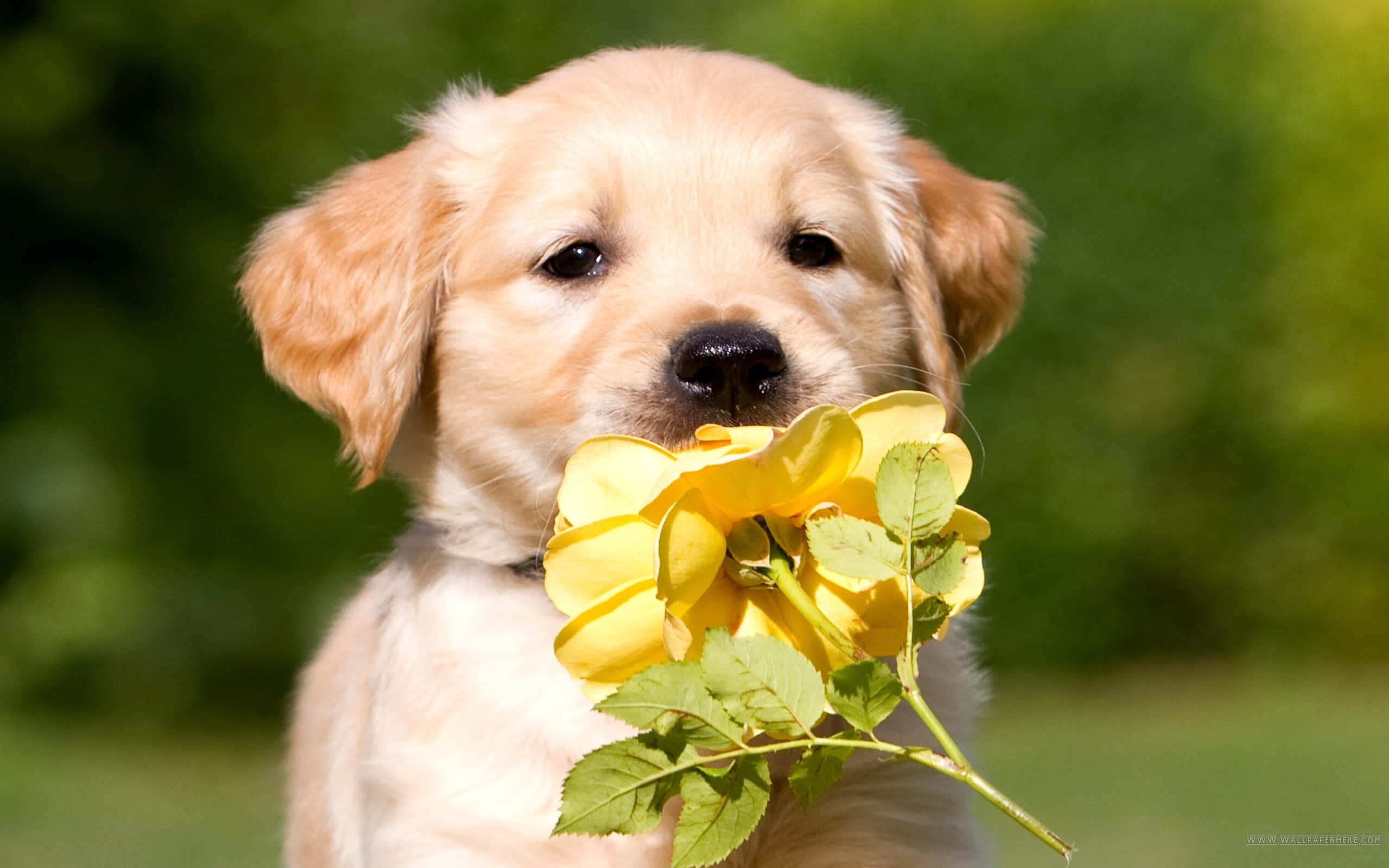 黃金獵犬幼犬與花朵圖片 壁紙