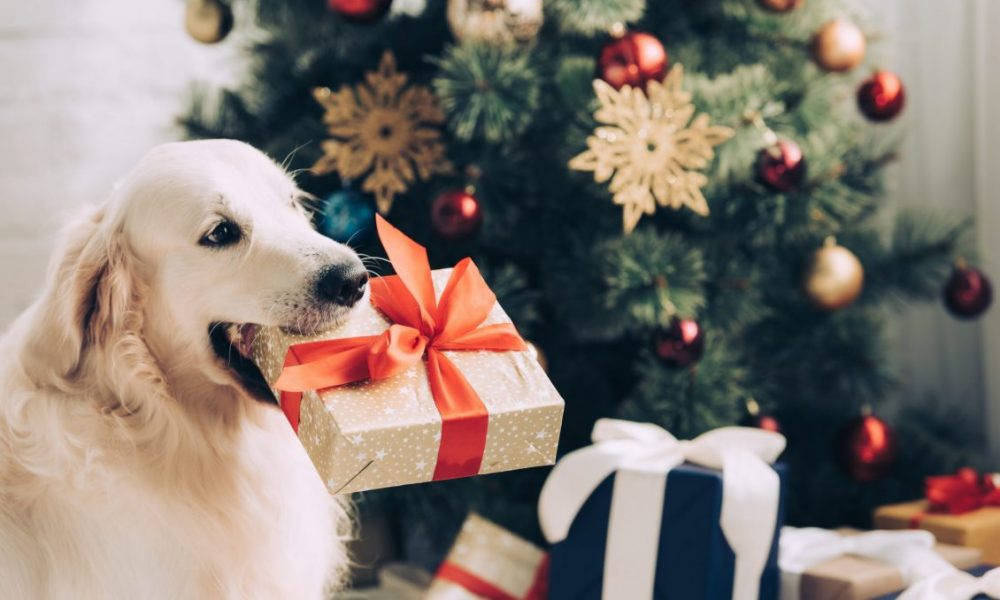 黃金獵犬與聖誕禮物 壁紙