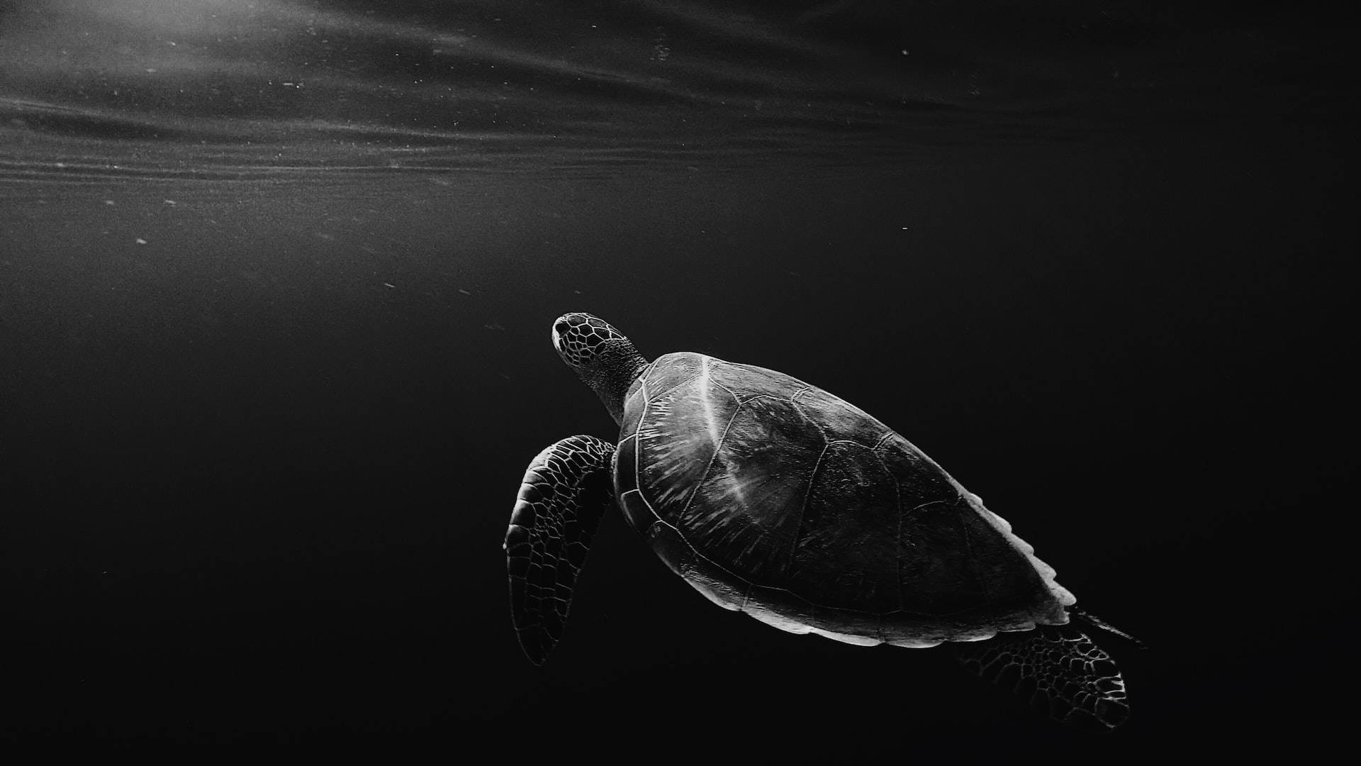 海龟黑色平板 — 海洋 壁紙