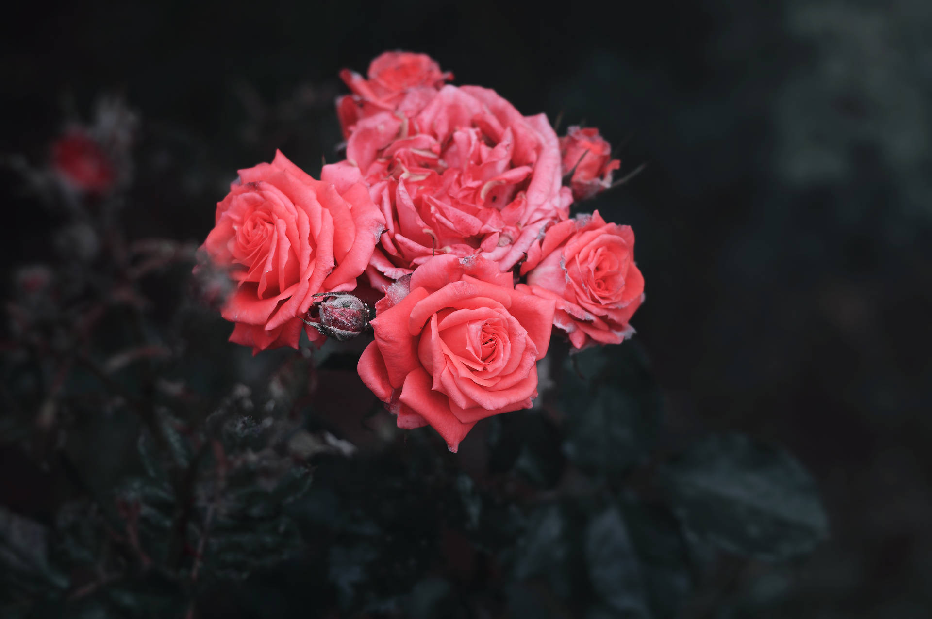 預覽桌布 玫瑰, 灌木, 花苞 — 玫瑰 壁紙