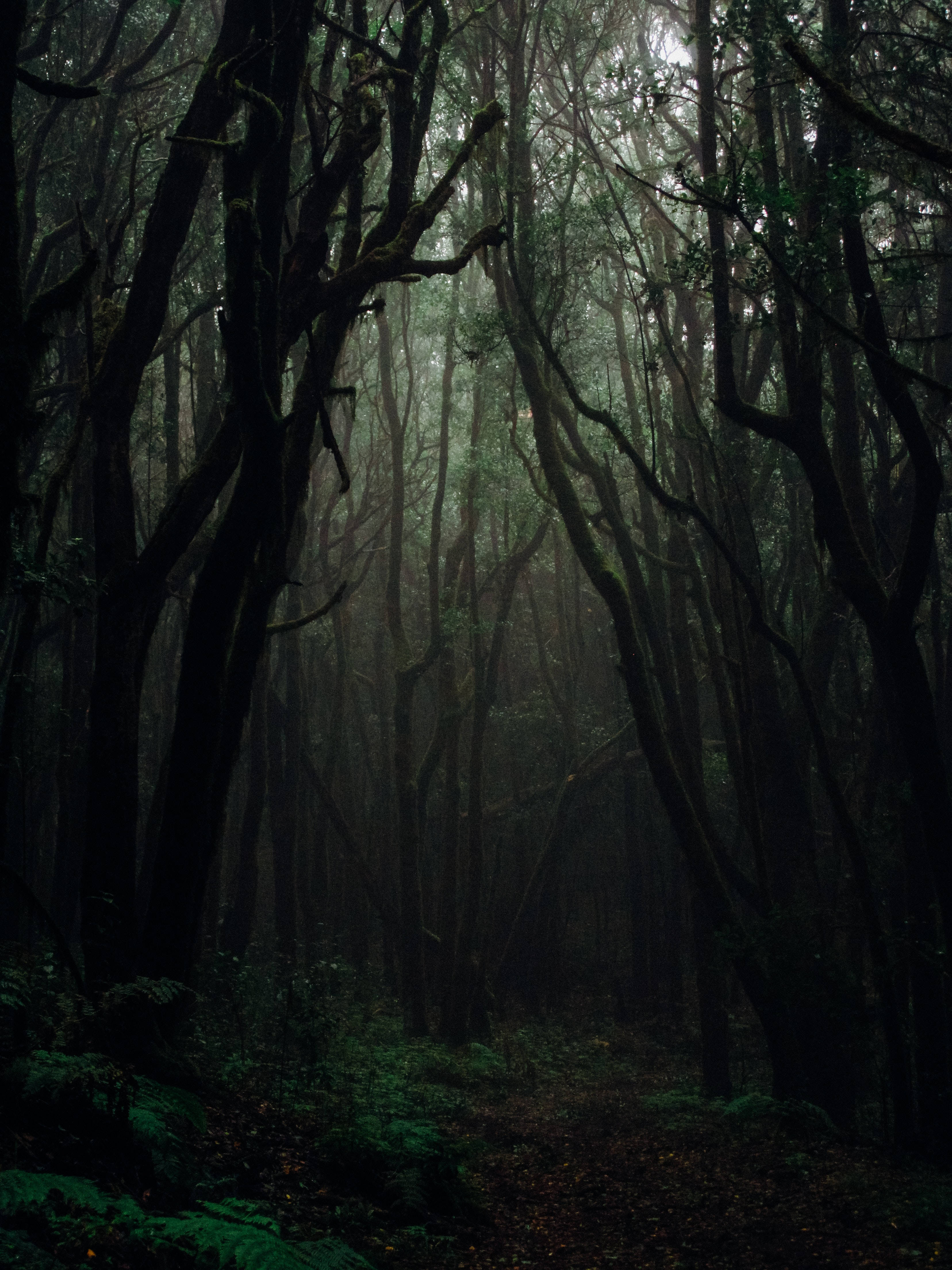 黑暗森林背景 壁紙