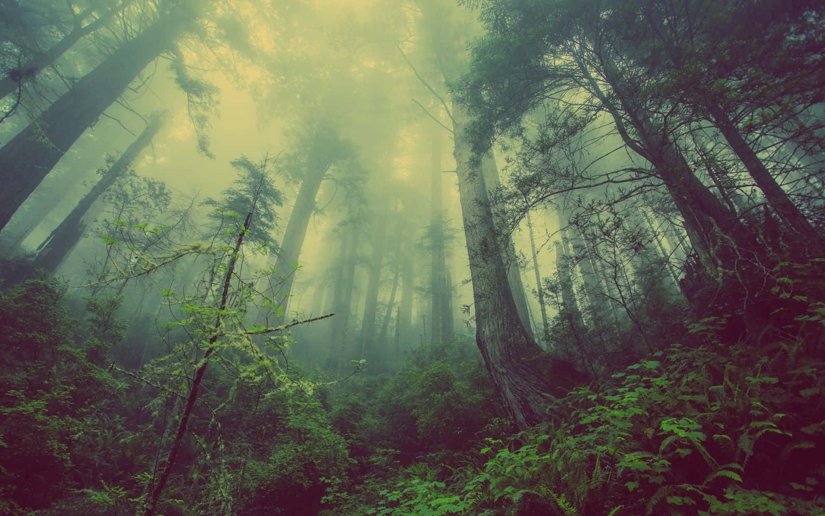 黑暗森林背景 壁紙